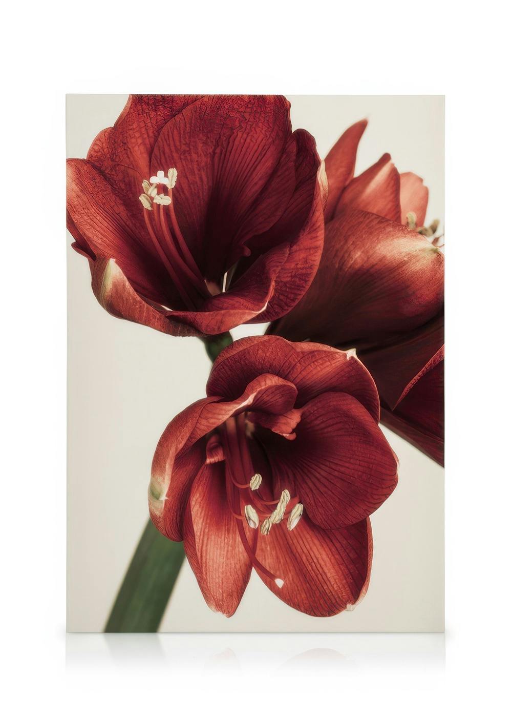 Amaryllis in Red Canvas (30x40 cm - Fotolijst Eiken) - Poster Store