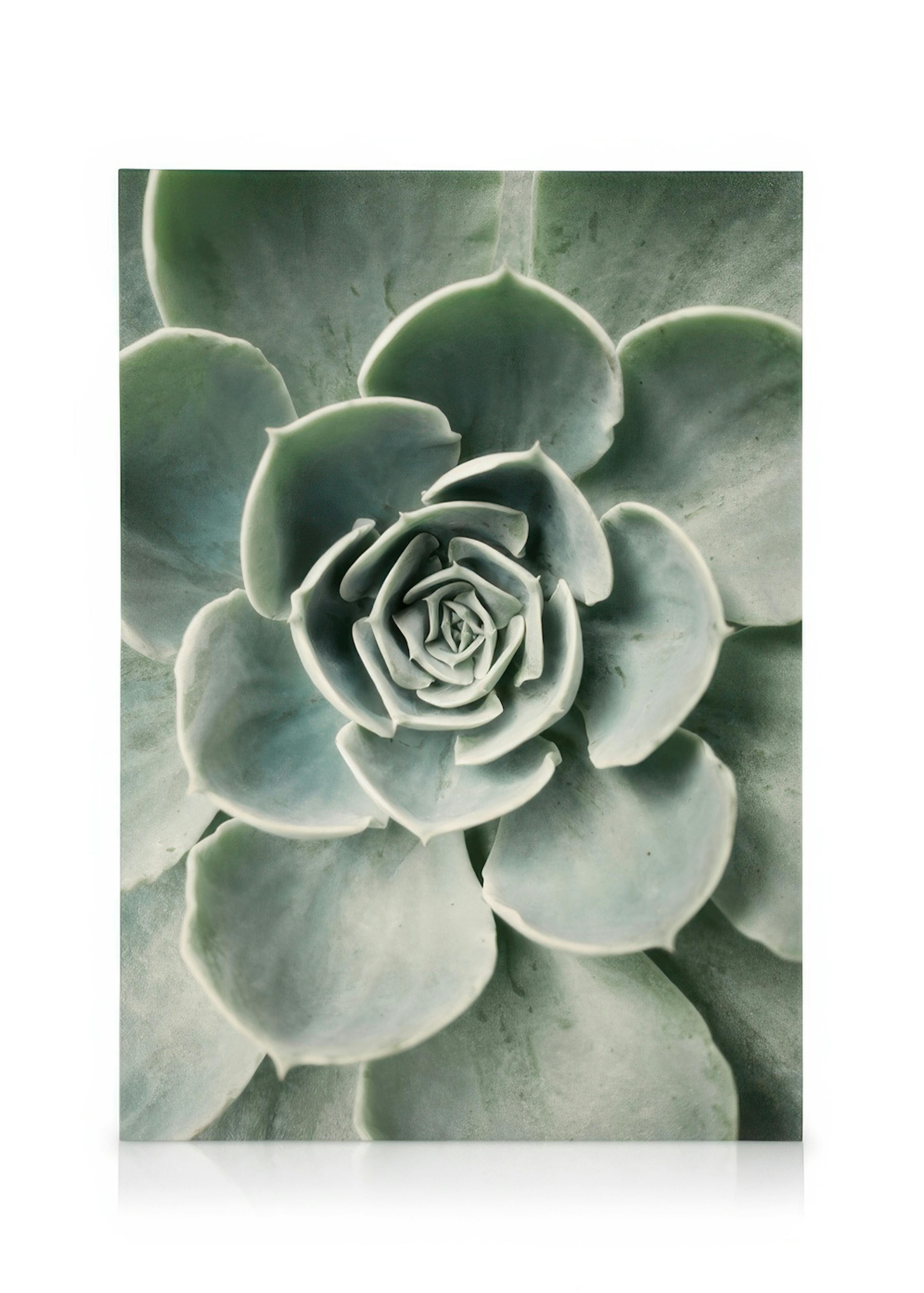Flower Cactus Canvas print 0