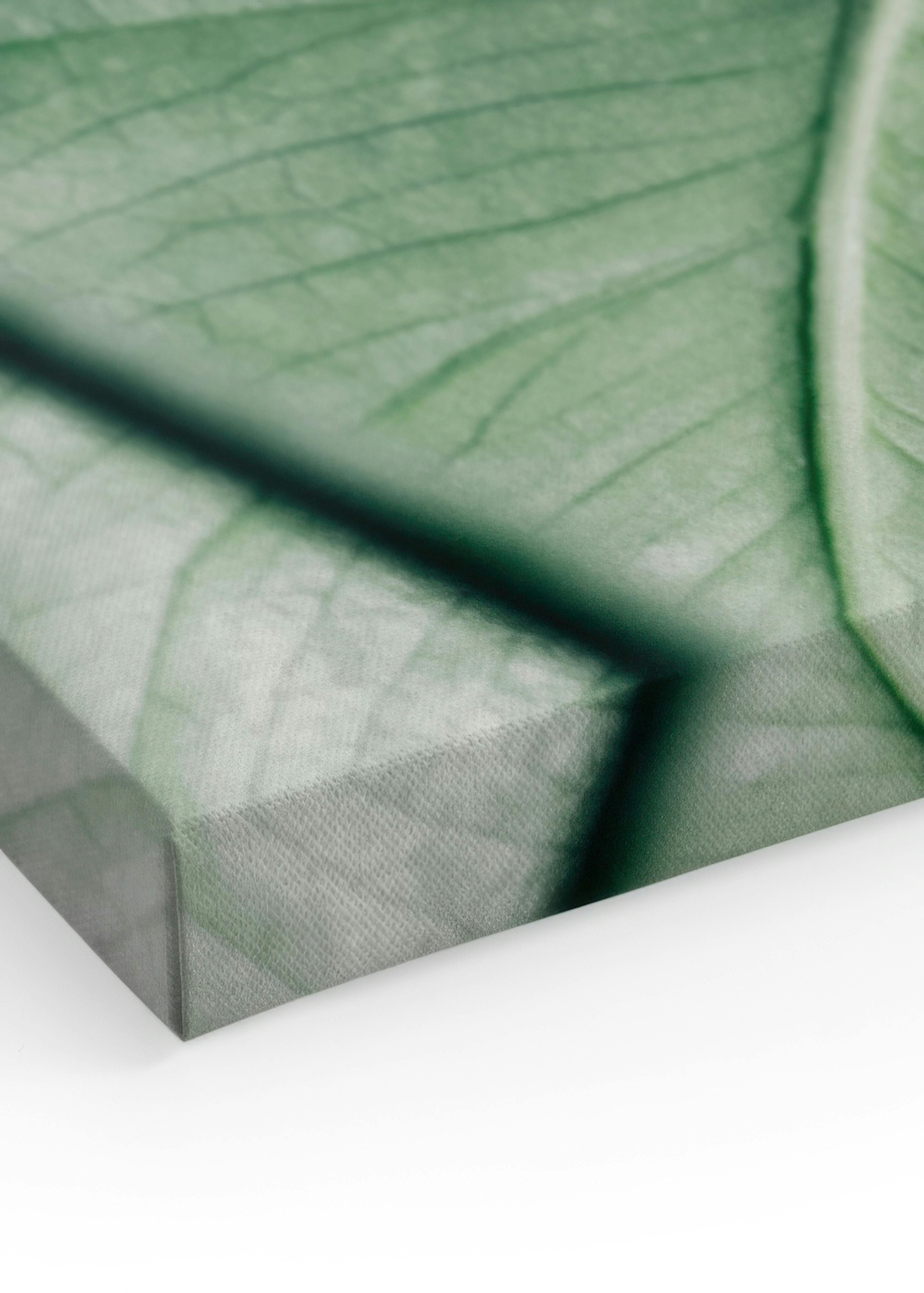 Monstera Leaves Stampa su tela thumbnail
