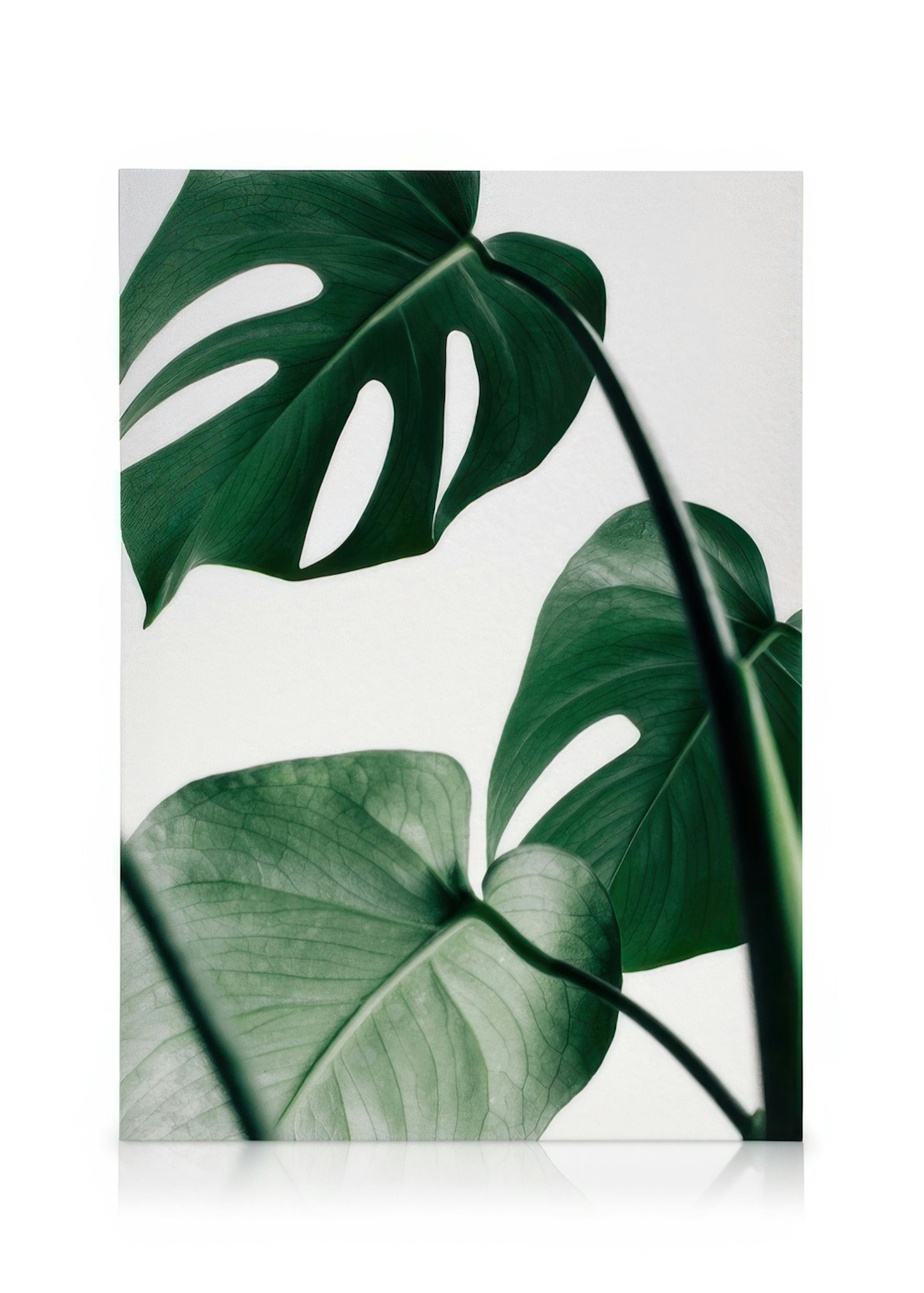 Monstera Leaves Kanvaasi 0