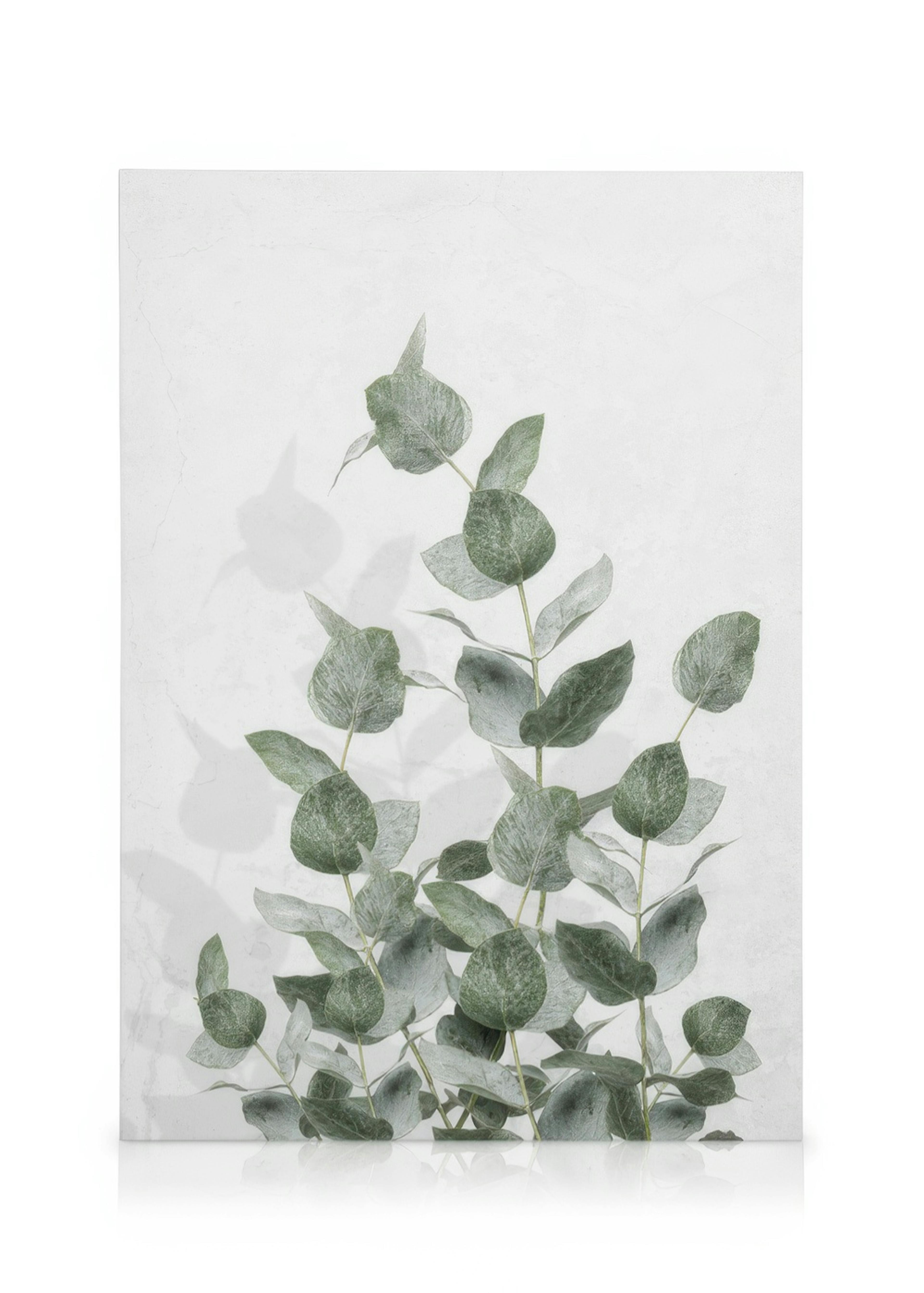 Eucalyptus Wall Stampa su tela 0