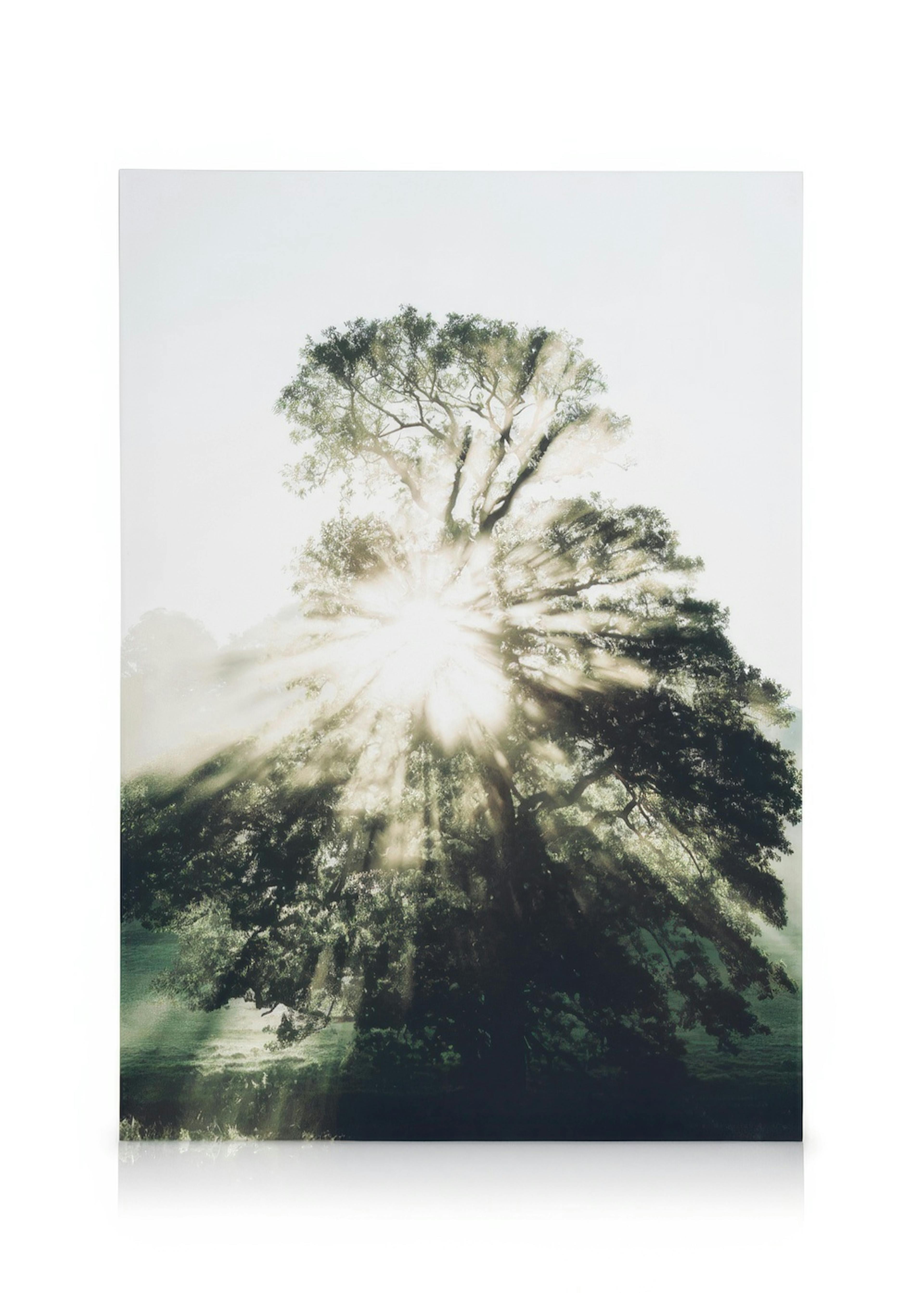 Morning Sun Toile 0