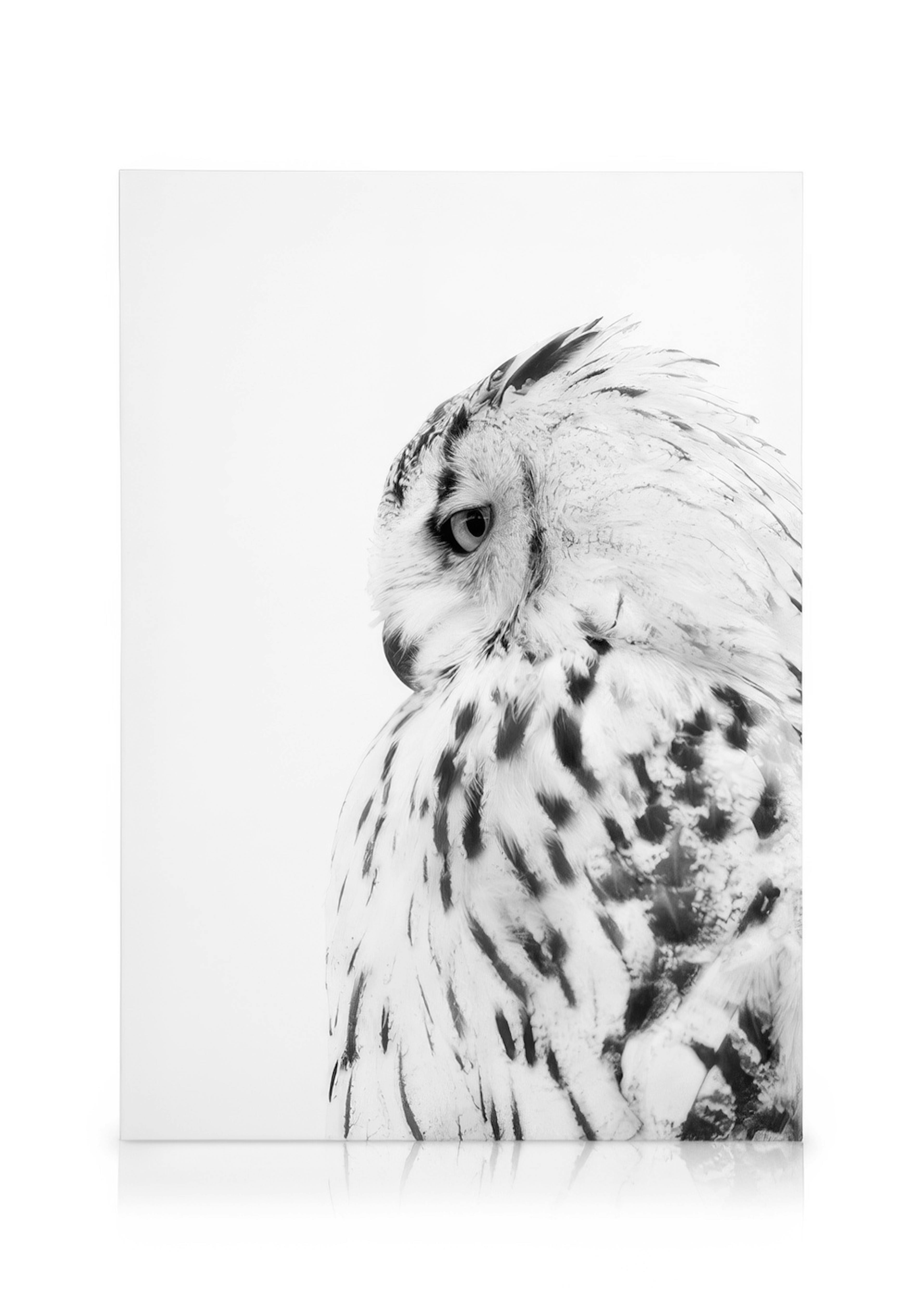 Owl Canvas print 0