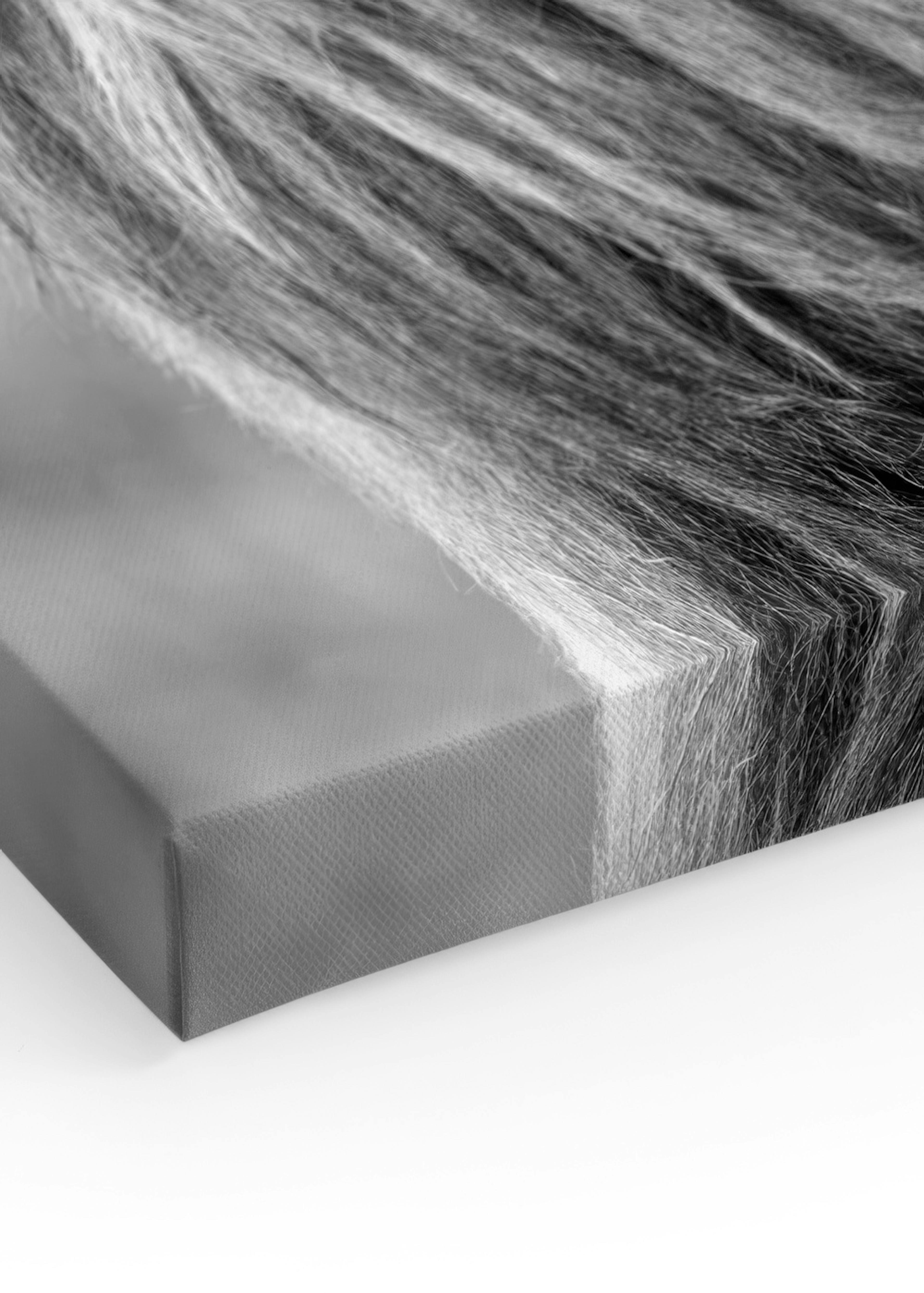Majestic Lion Toile thumbnail