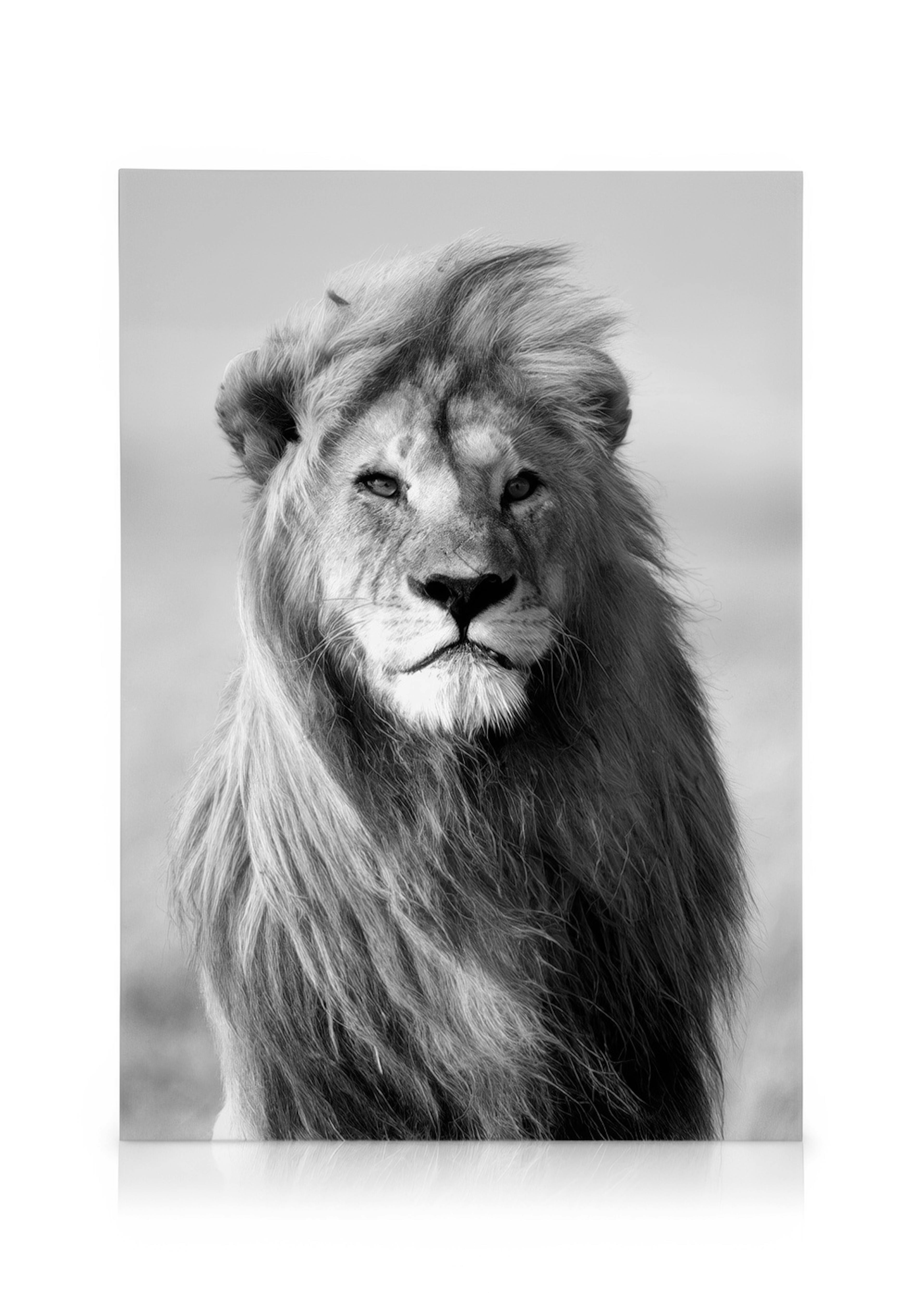 Majestic Lion Stampa su tela 0