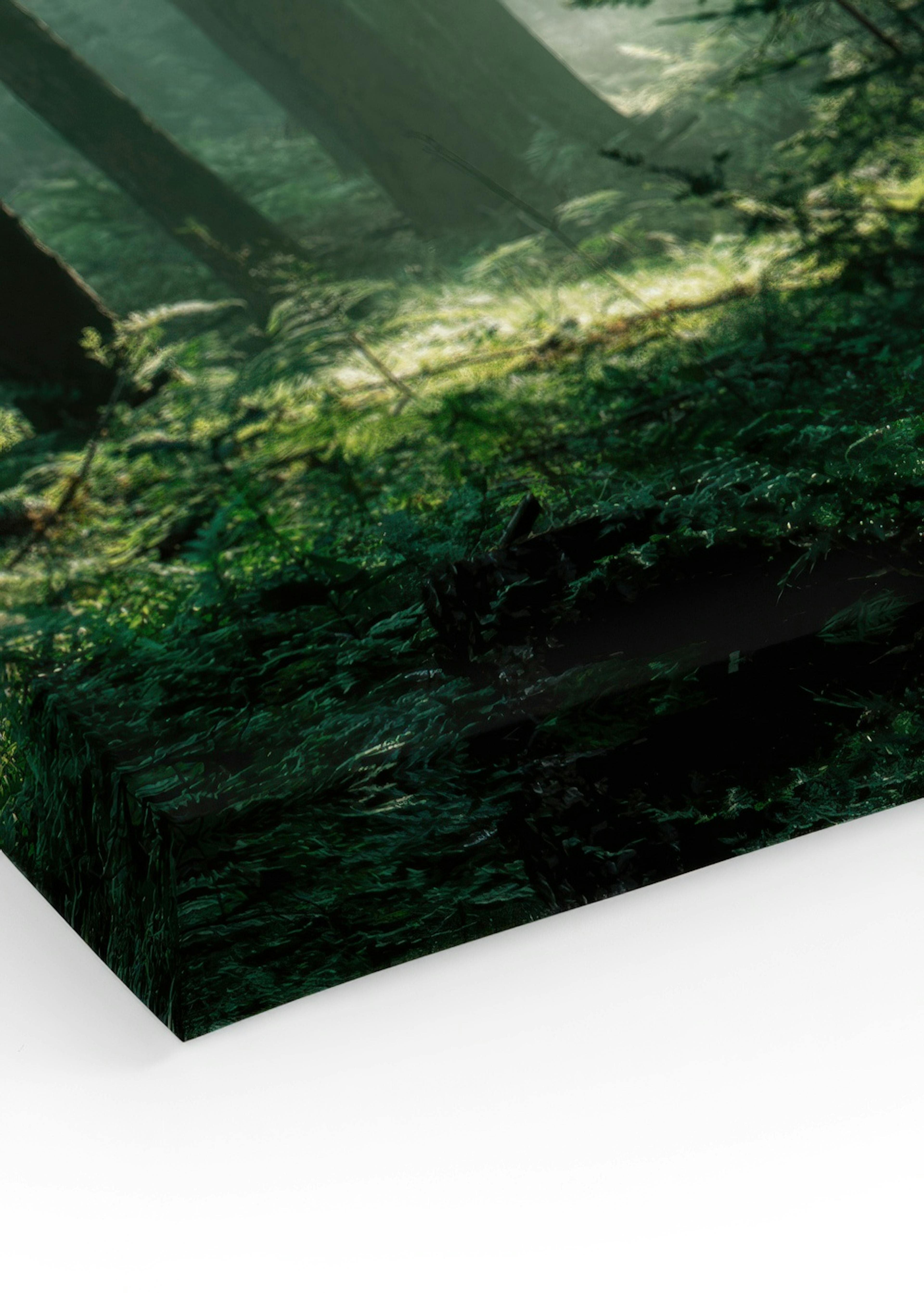Forest Sunrise Stampa su tela thumbnail