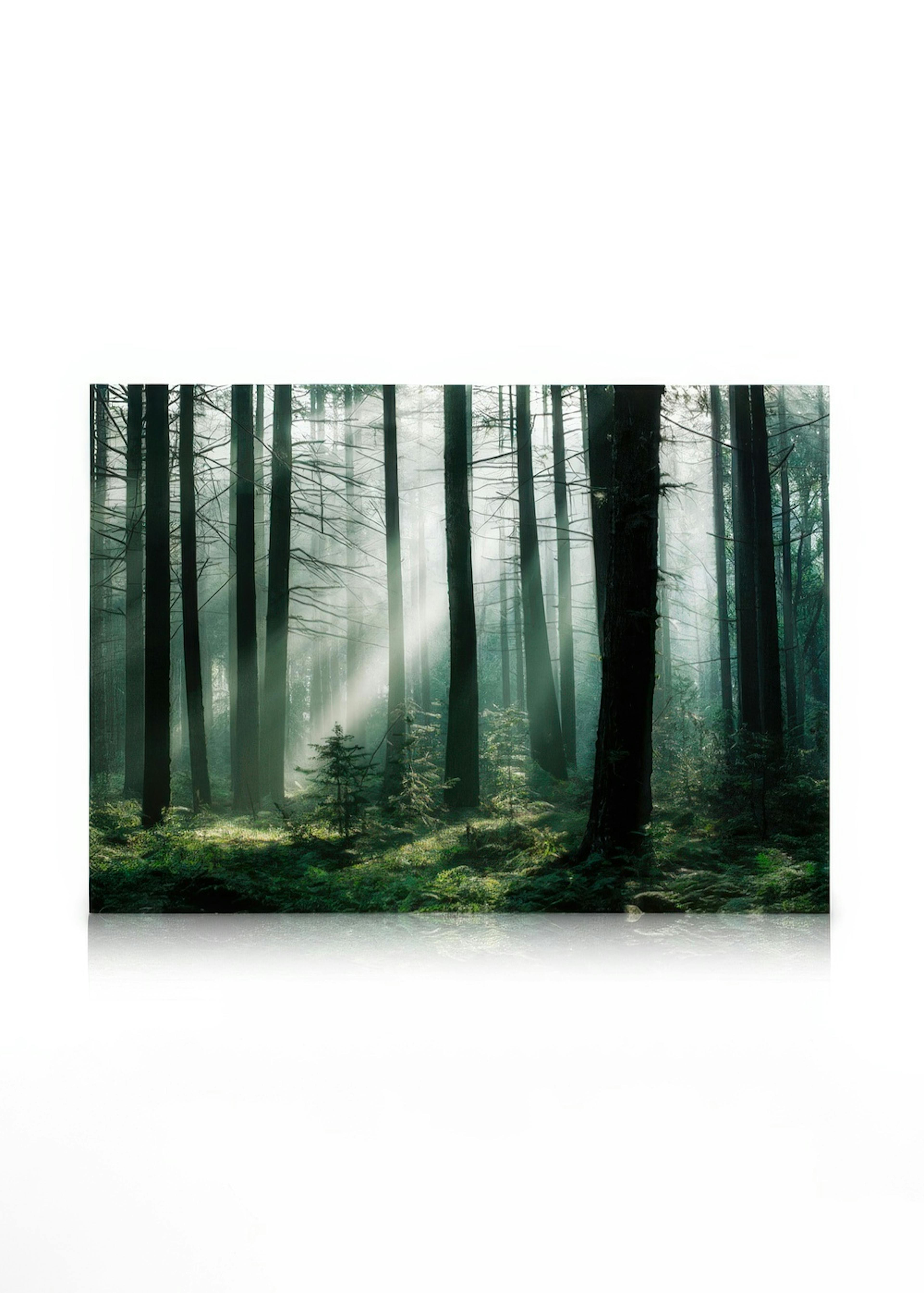 Forest Sunrise Stampa su tela 0
