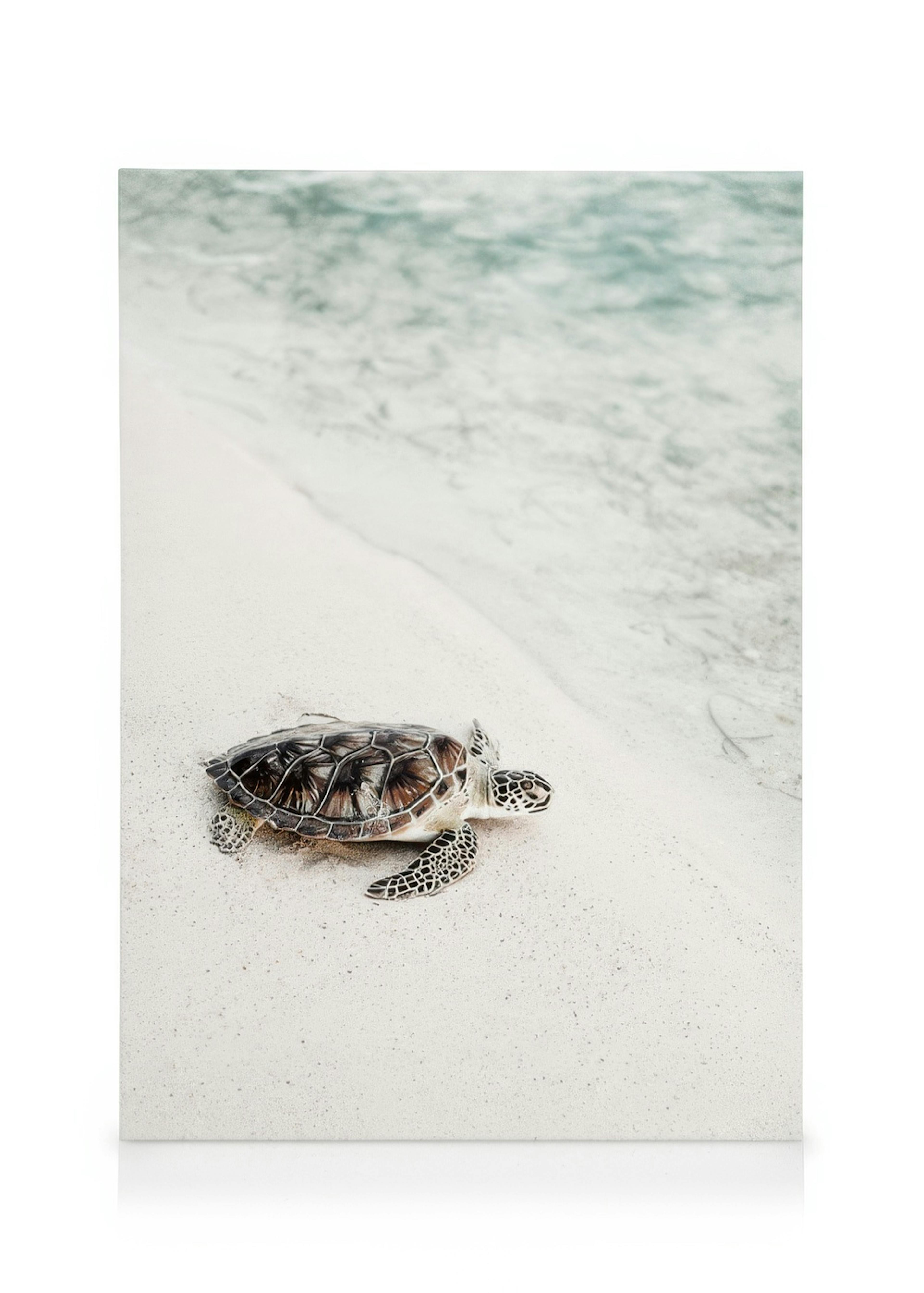 Turtle on the Beach Canvas print 0