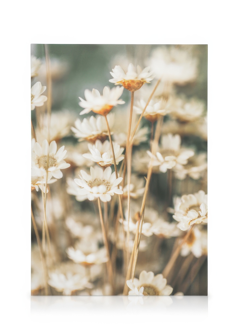 Summer Flowers Canvas | White Daisy Wall Art | Poster Store UK