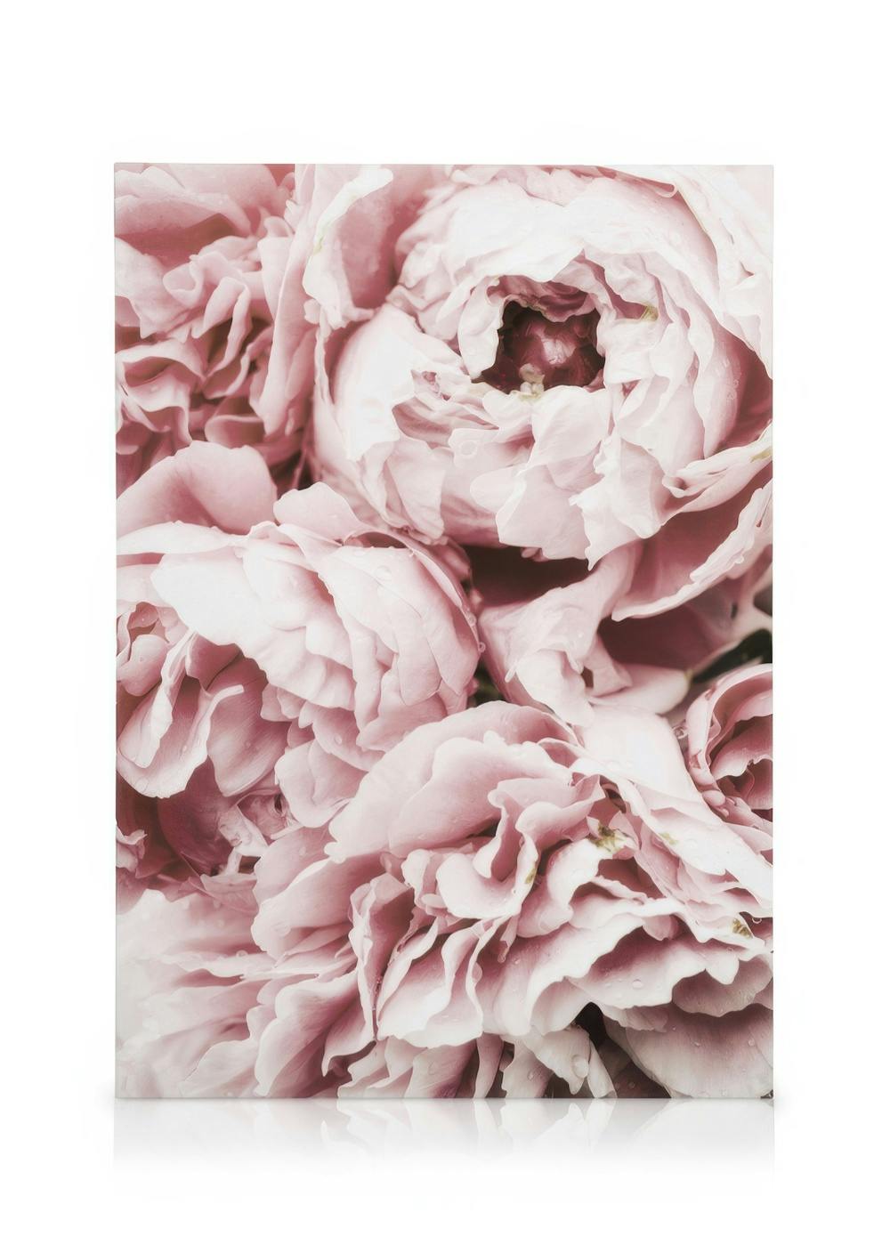 Canvastavlor - Pink Peony Dream Canvastavla (50 x 70 cm - Ekram) - Poster Store