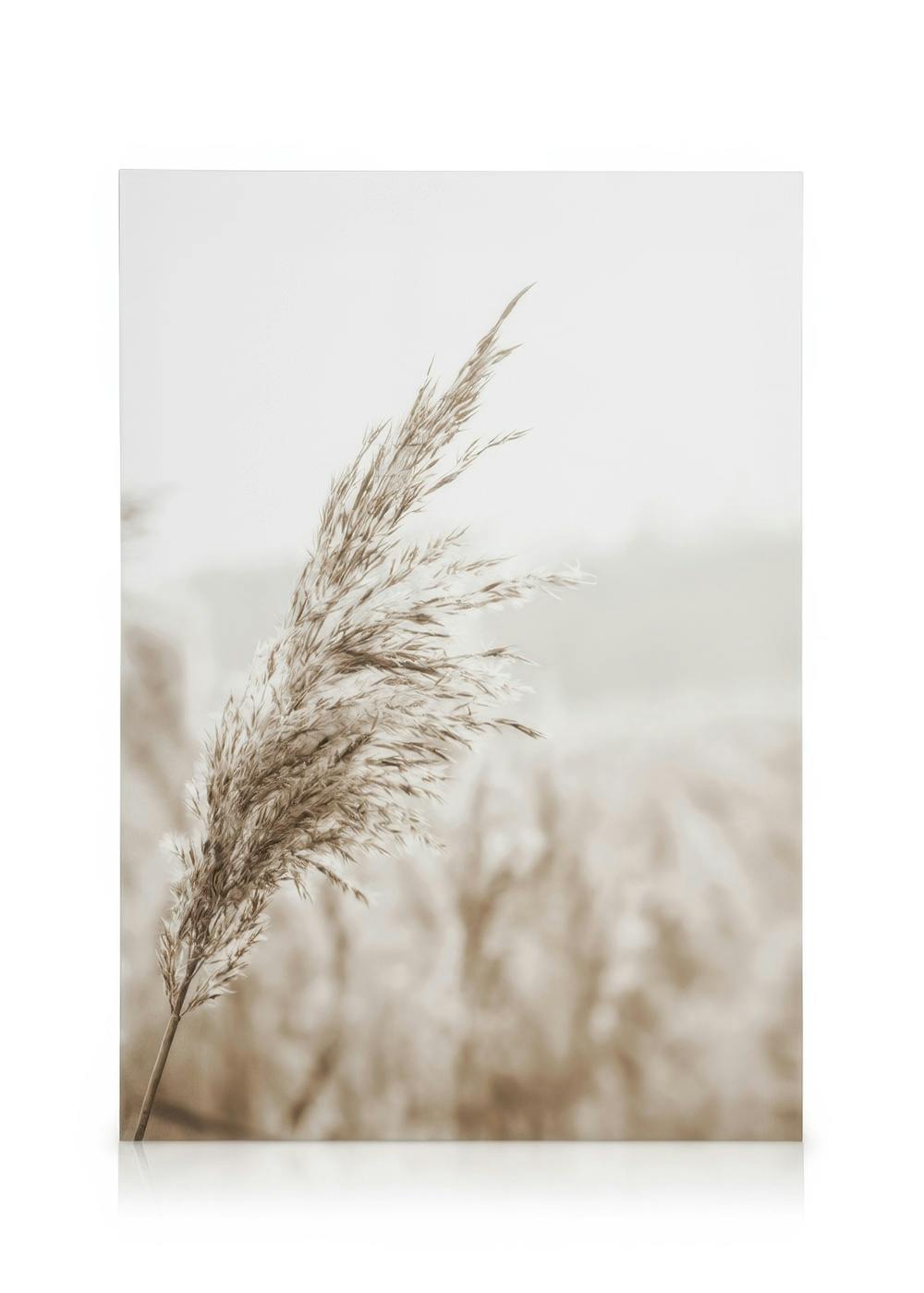 Beige Kaisla Kanvaasi (50x70 cm - Musta Puukehys) - Poster Store