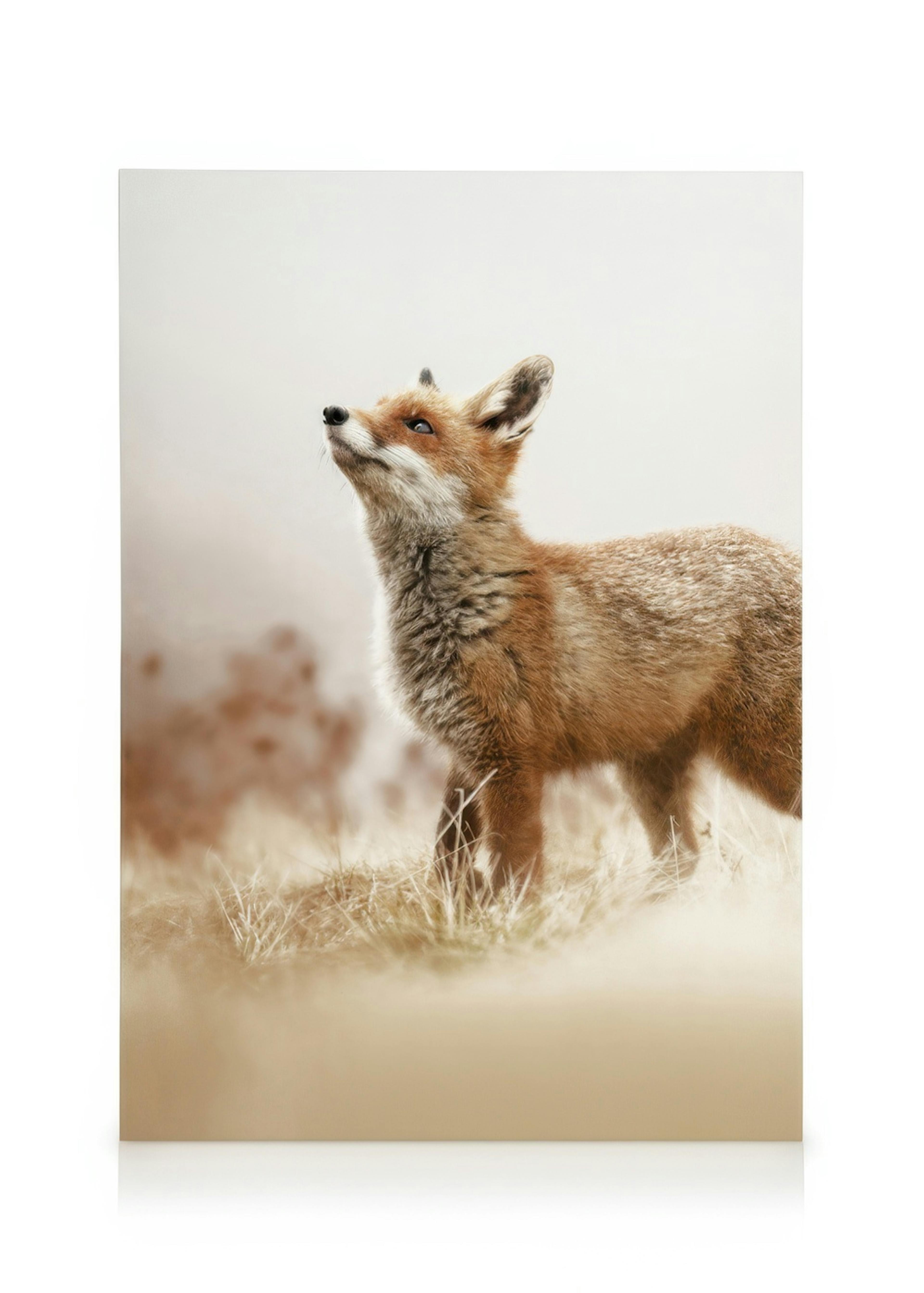 Renard Toile 0