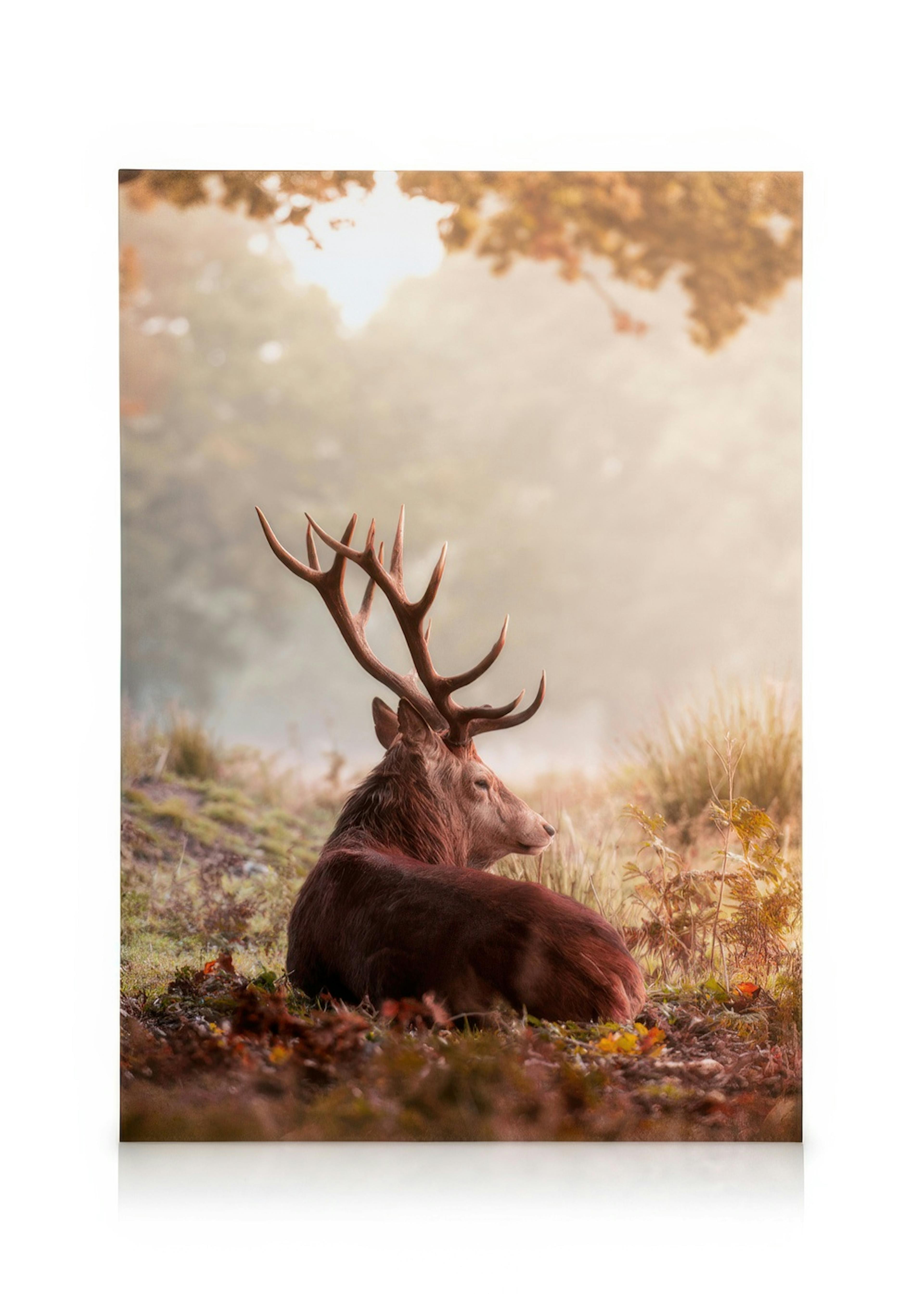 Cerf Élaphe Toile 0