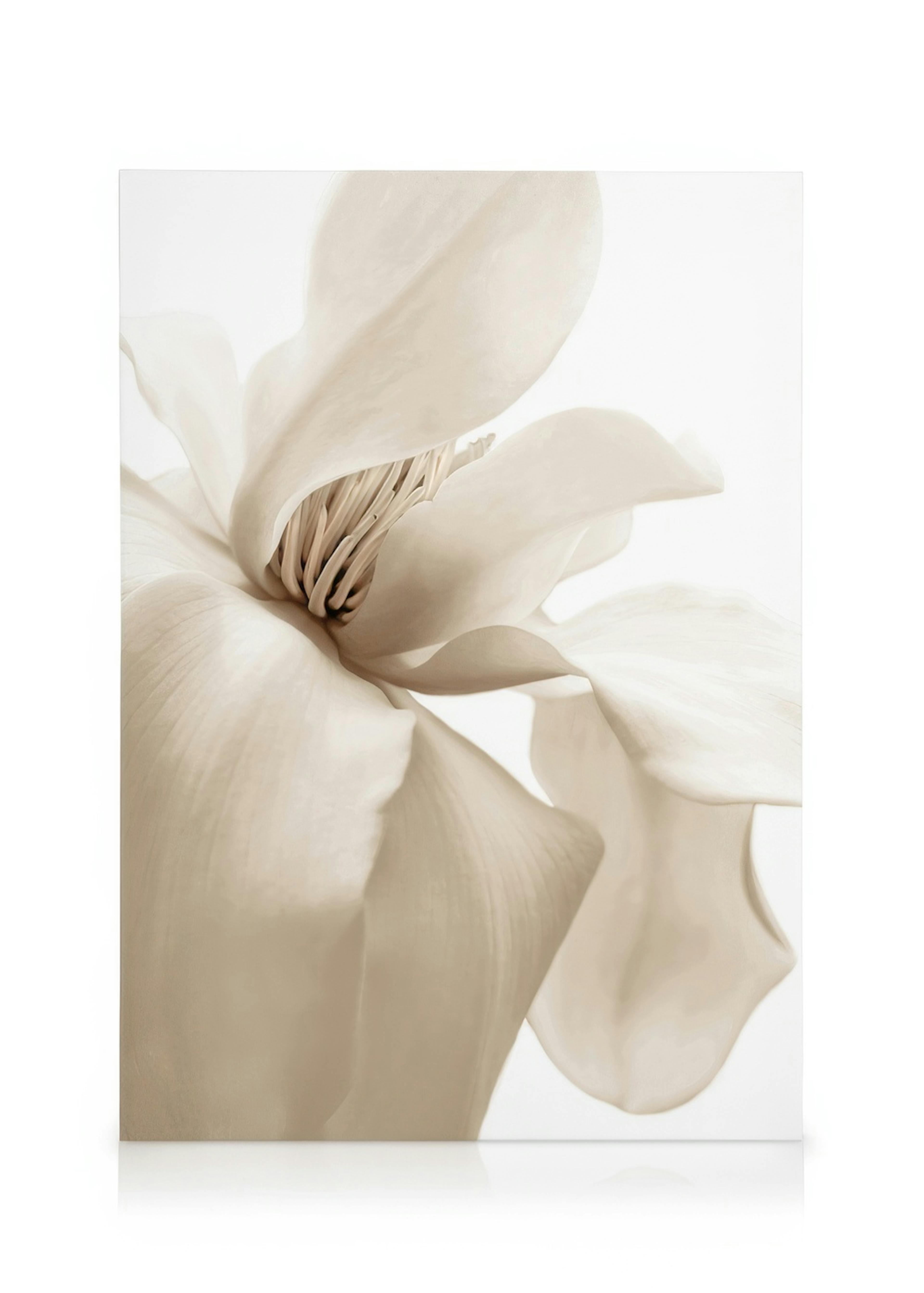 Magnolia Beige Stampa su tela 0