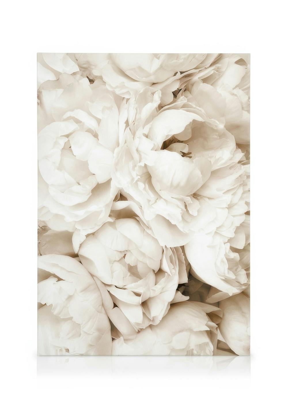 Canvastavlor - Vita Pioner Canvastavla (50 x 70 cm - Svart ram) - Poster Store