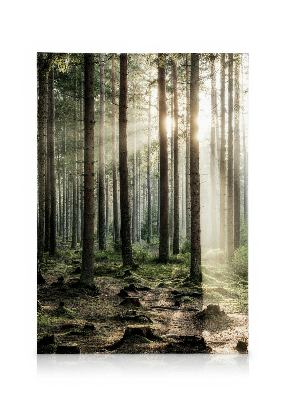 A canvas of a sunlit forest with tall trees, sunbeams, and mossy ground, creating a serene natural scene.