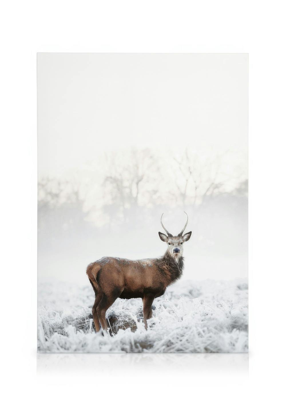 Frosty Red Deer Leinwand (30x40 cm) - Poster Store