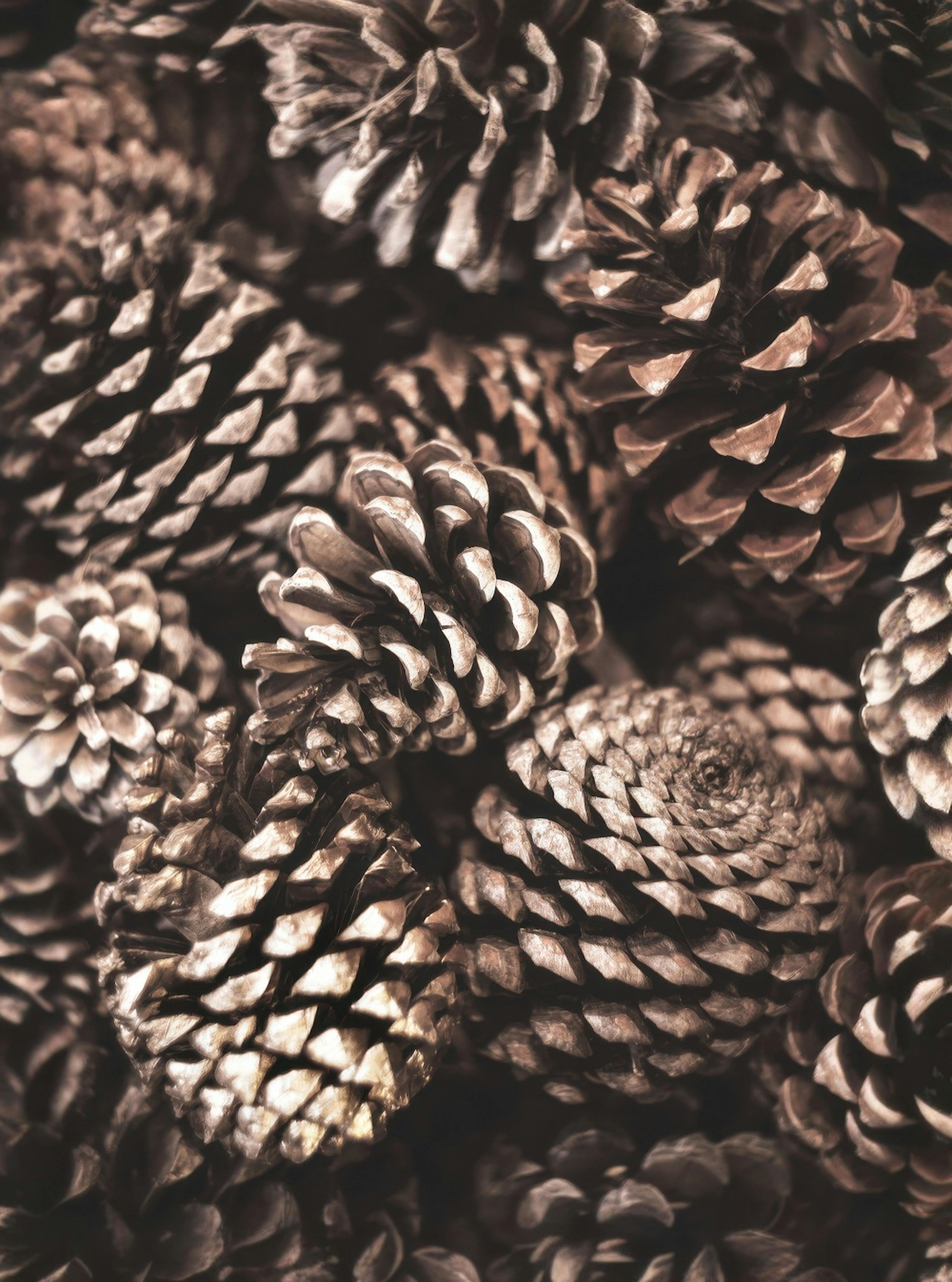 Pine Cones Stampa su Tela thumbnail