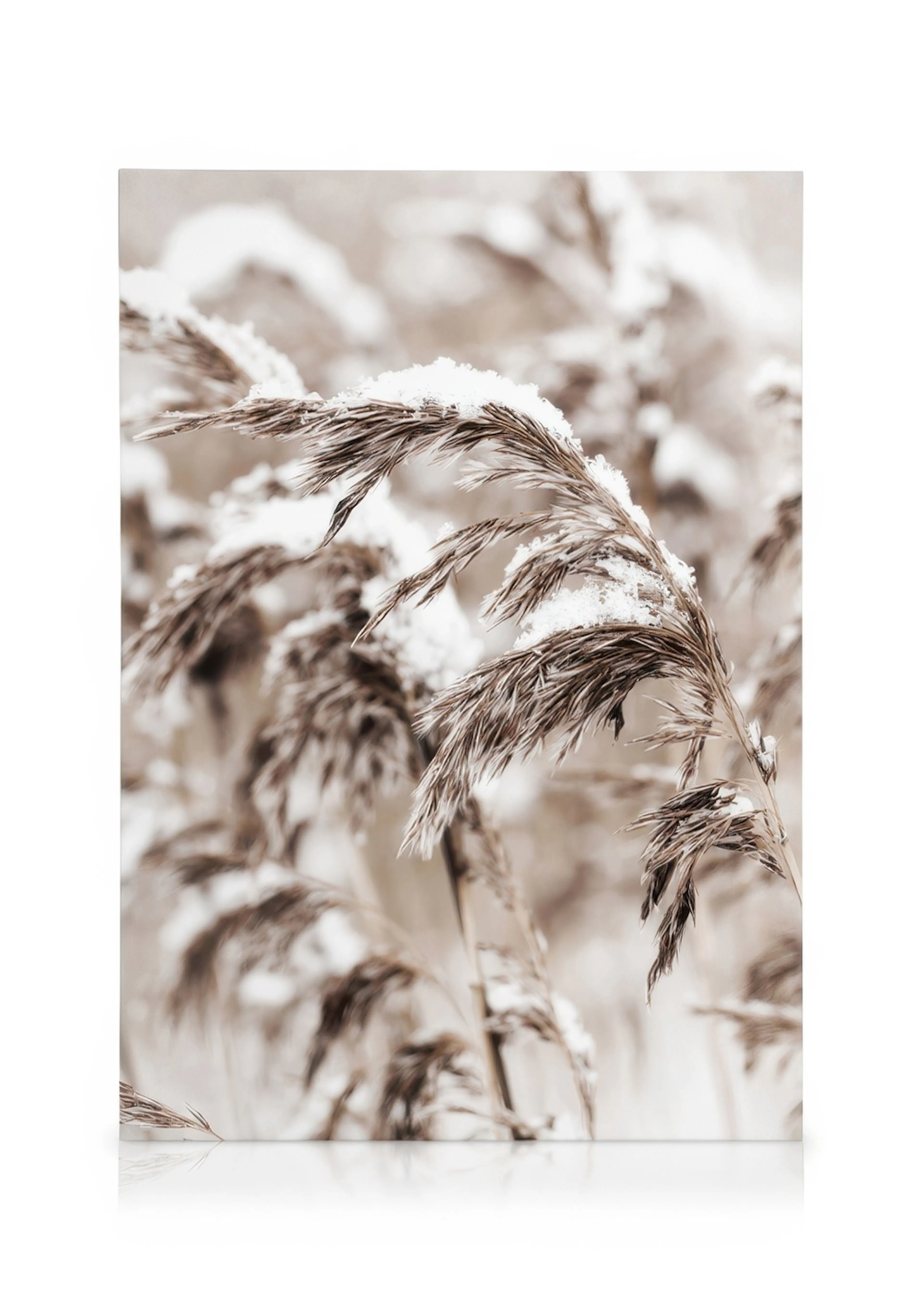 Sepia-toned close-up canvas of tall winter grasses covered in white snow, with a soft, blurred background.