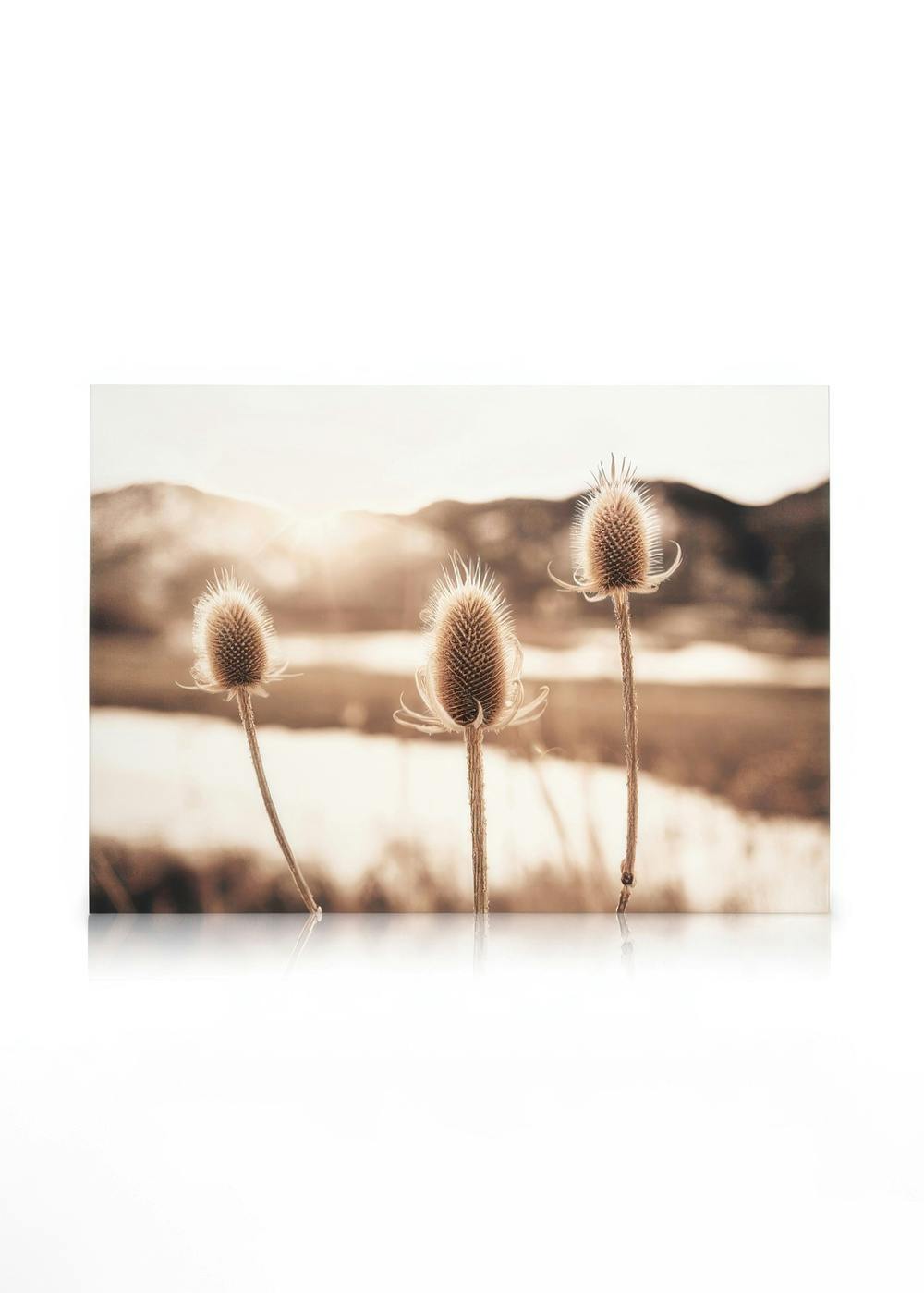 Canvastavlor - Tistelblommor Canvastavla (30 x 40 cm - Ekram) - Poster Store
