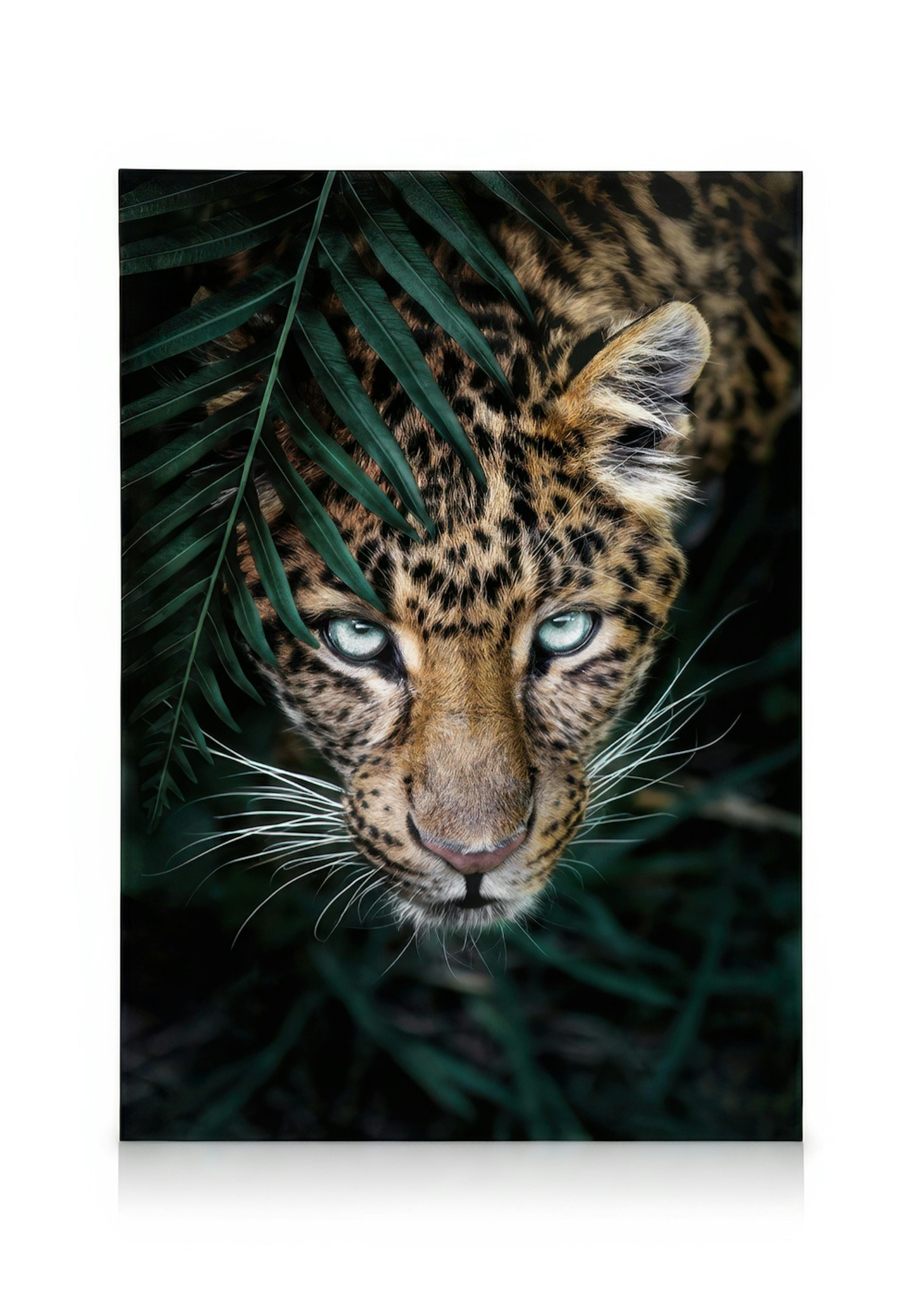 Vild Leopard Lærred 0