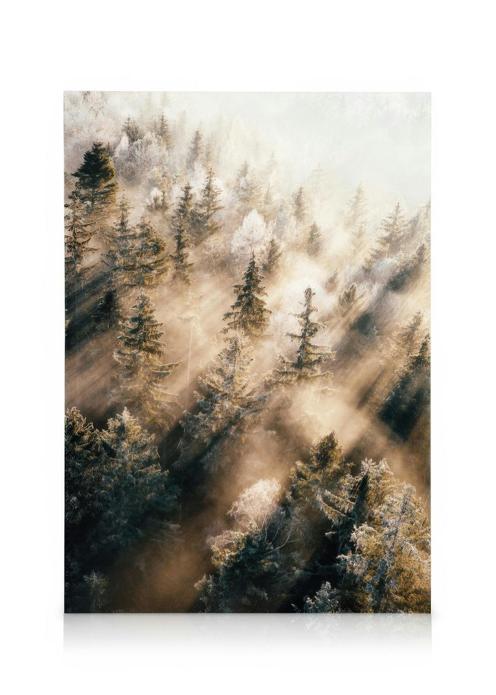 Nevelig bos bij zonsopgang Canvas (50x70 cm - Fotokaders zwart) - Poster Store