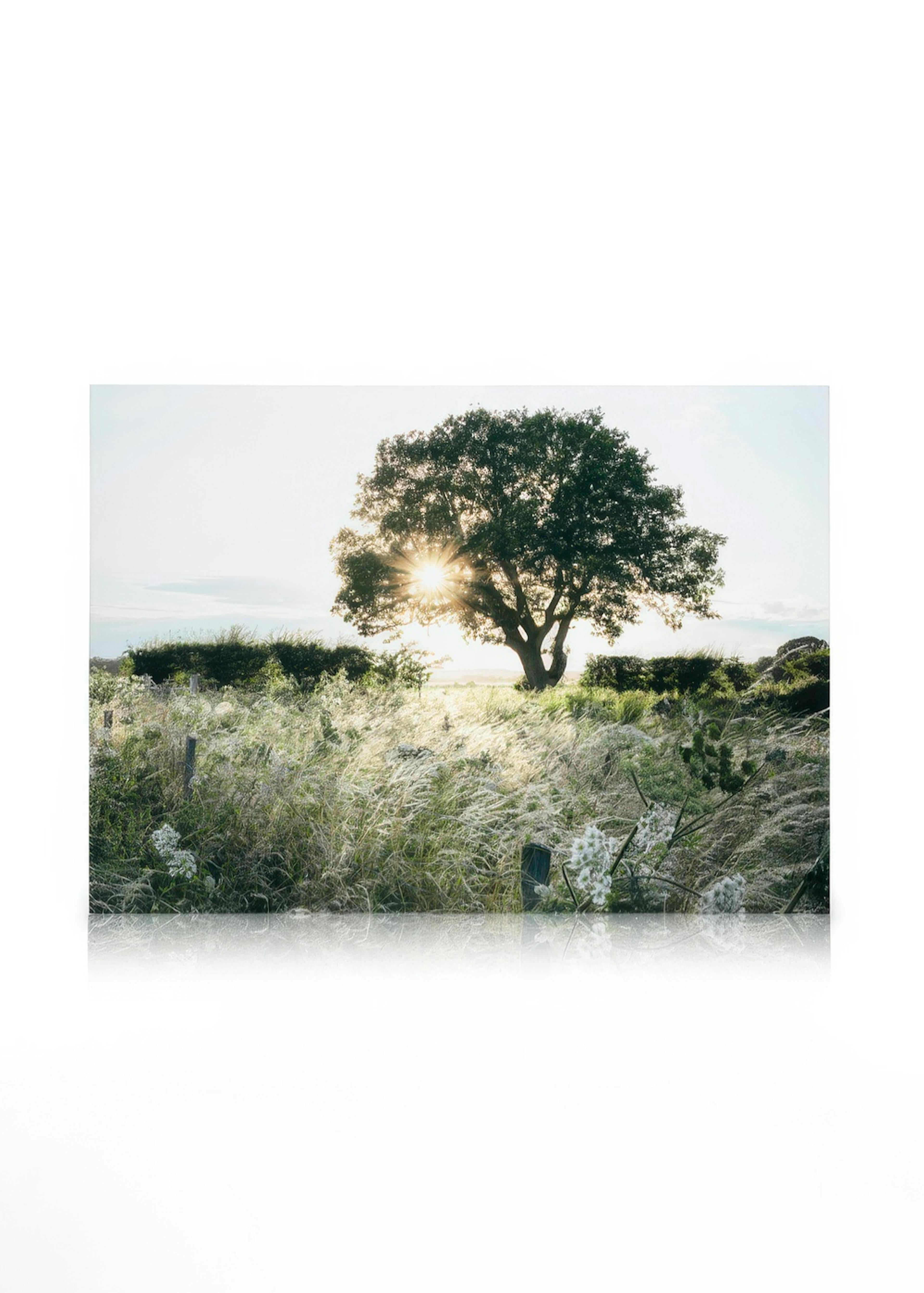 Tramonto dietro gli alberi Stampa su tela 0