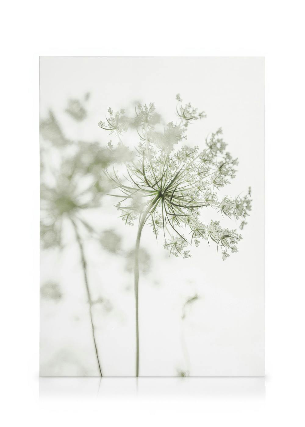 Zarte weiße Blumen leinwand (30x40 cm - Eichenrahmen) - Poster Store