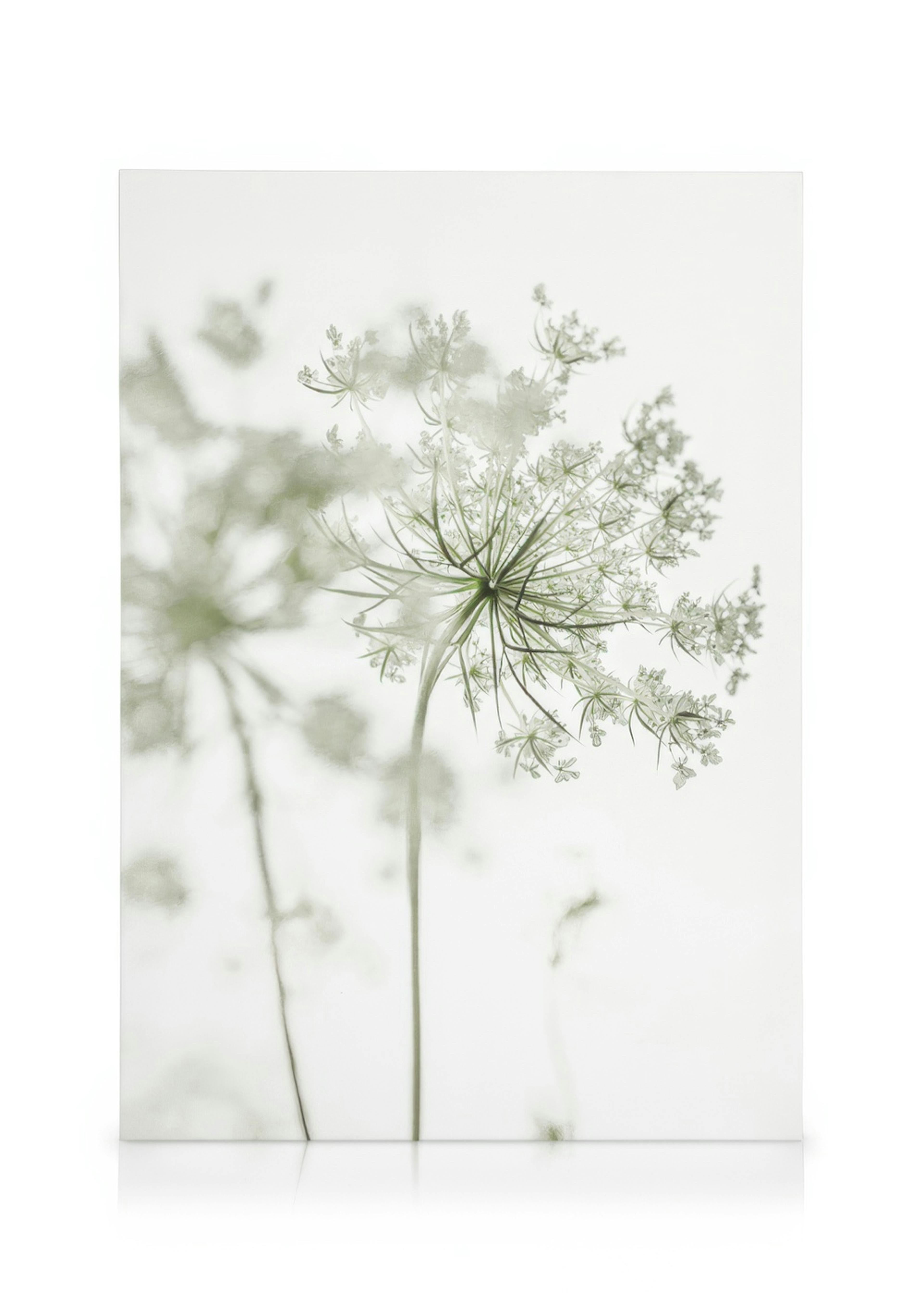 Lace Flower Stampa su tela 0