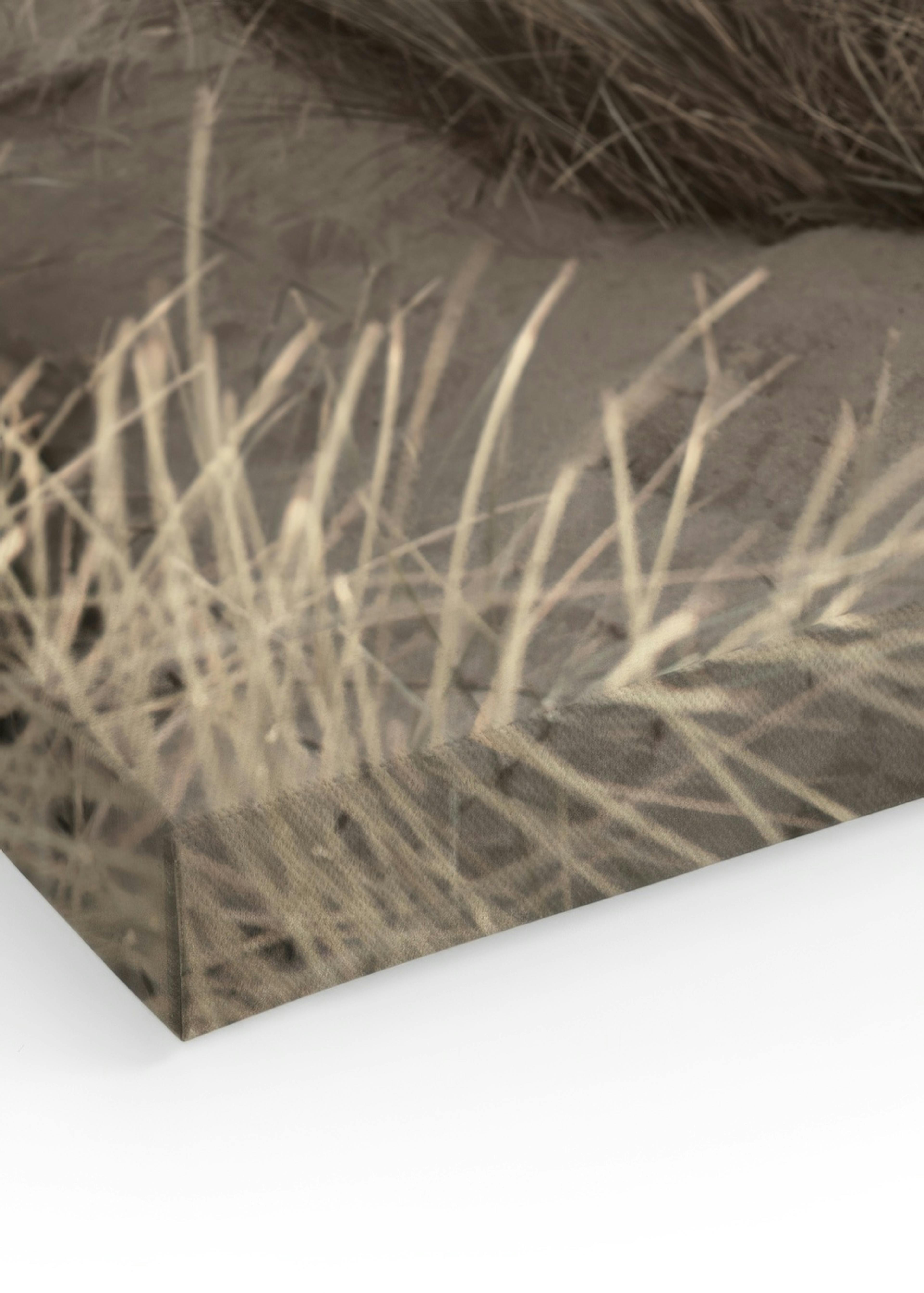 Herbe Dunes de Plage Toile thumbnail