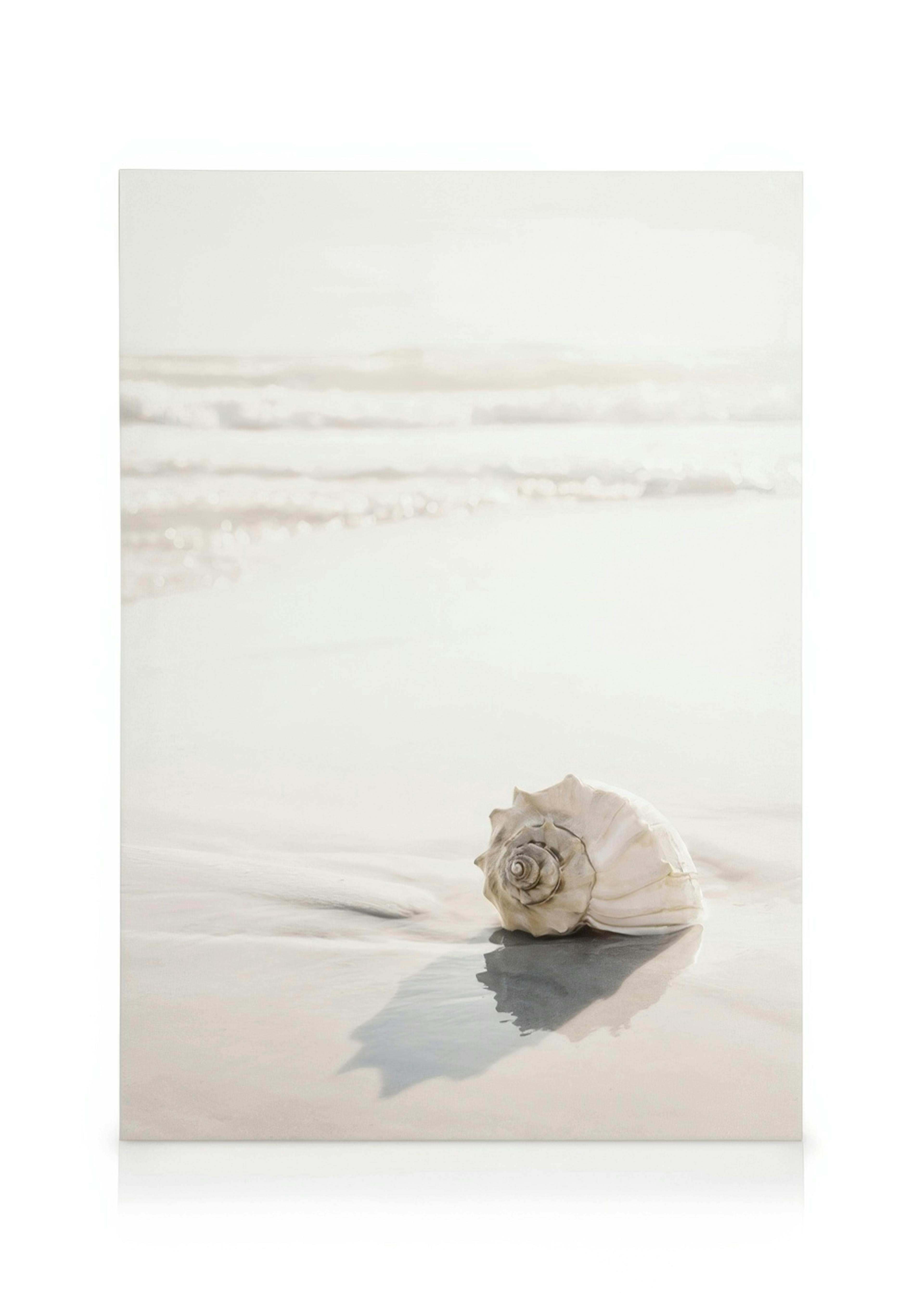 Coquillage de Plage Toile 0