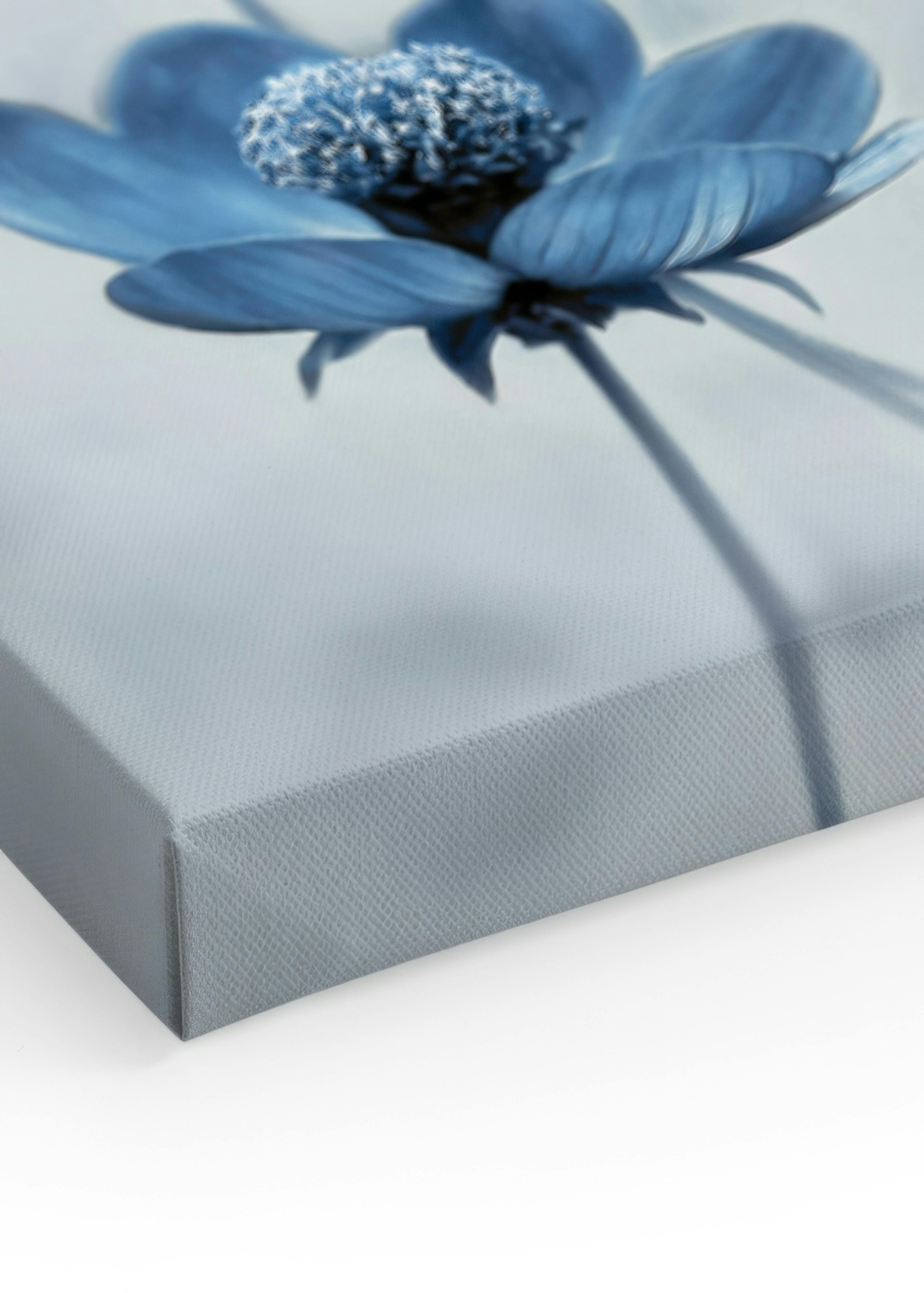 Fleurs Cosmos Bleues Toile thumbnail