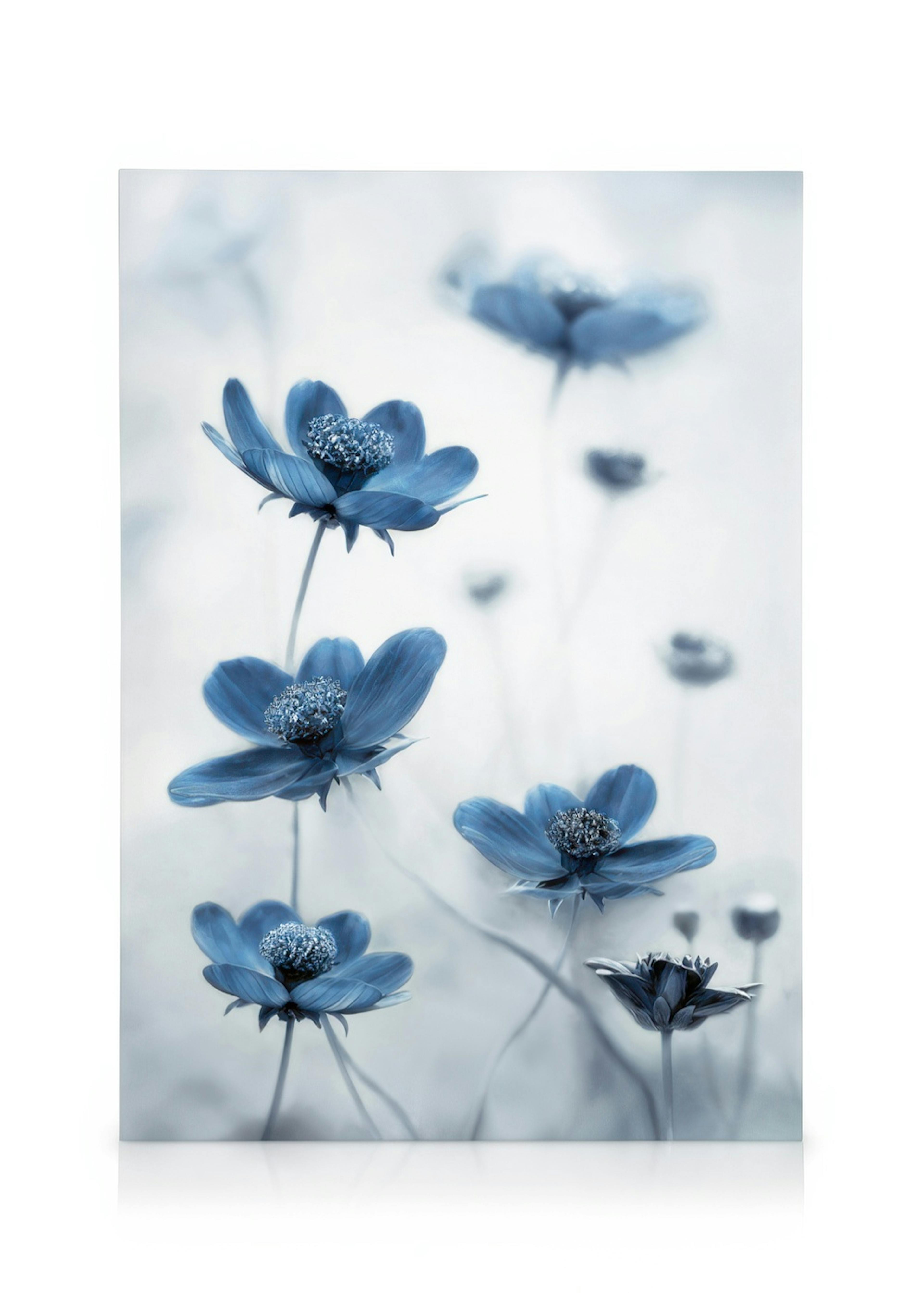 Blue Cosmos Flower Canvas print 0