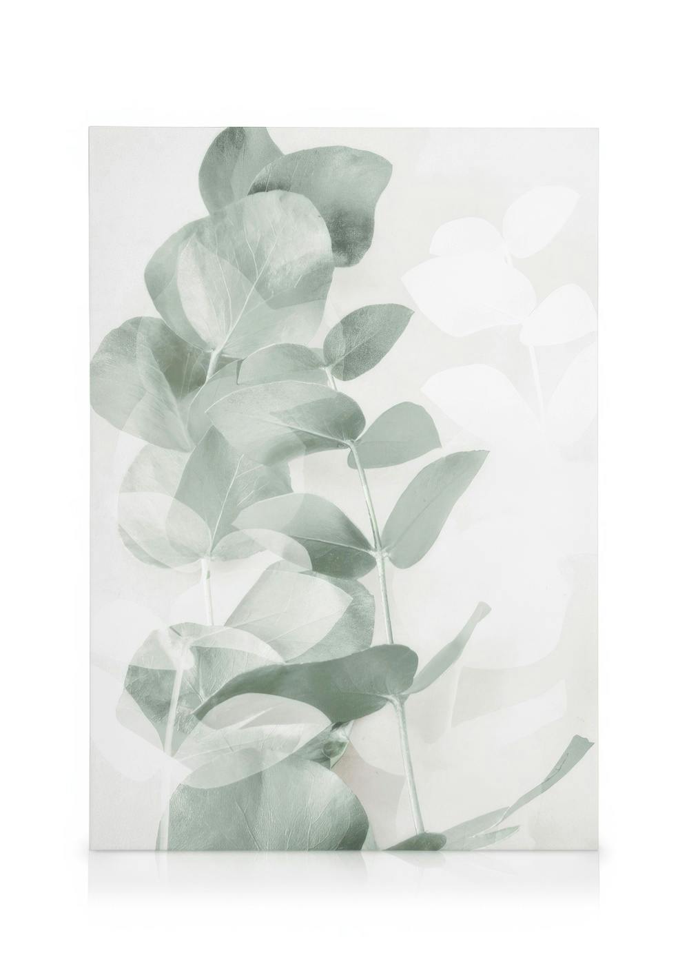 Obraz Eukaliptus No1 (30x40 cm) - Poster Store