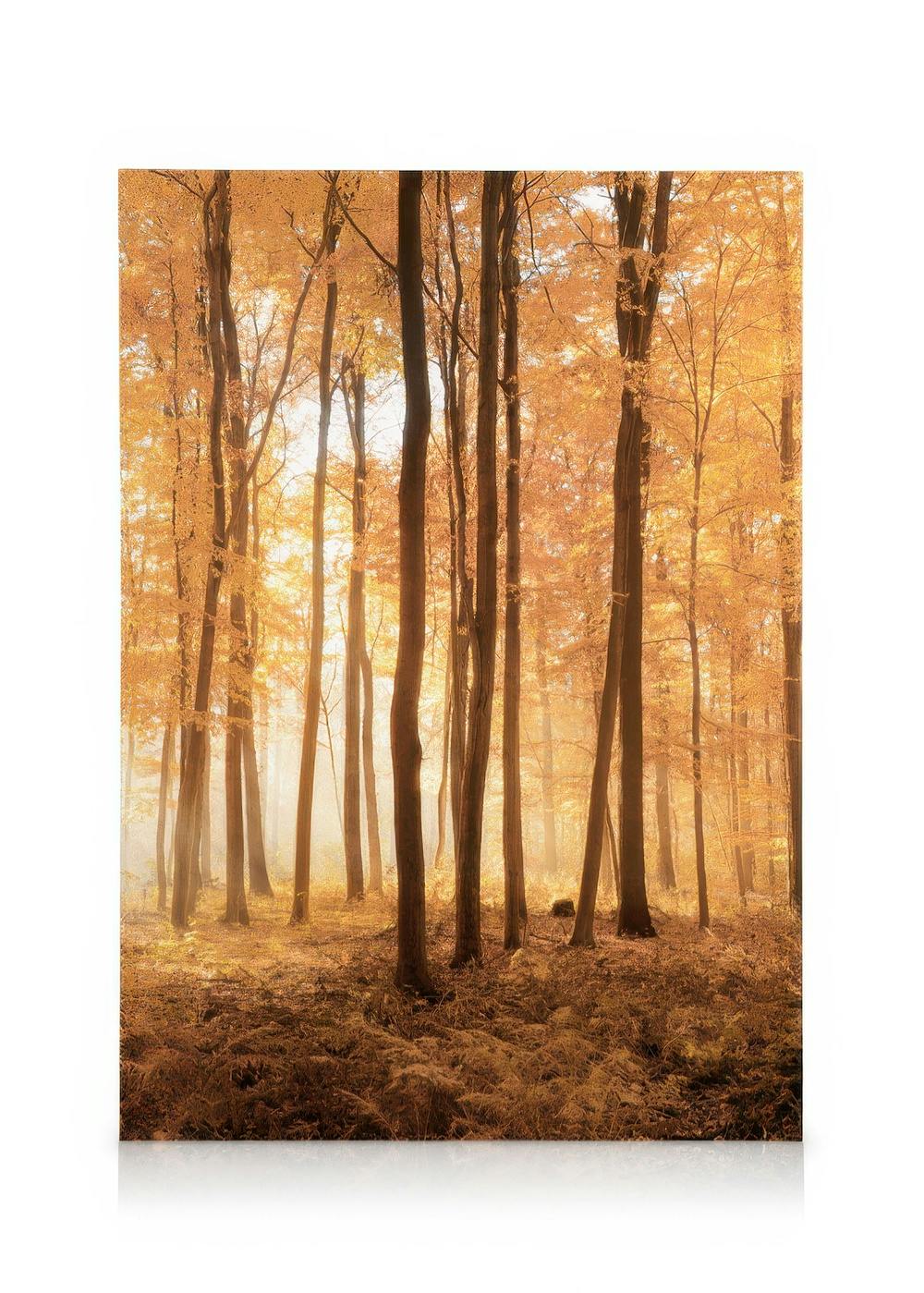 Canvas met een sfeervol bos in de herfst met bomen met gouden bladeren en mistig zonlicht.