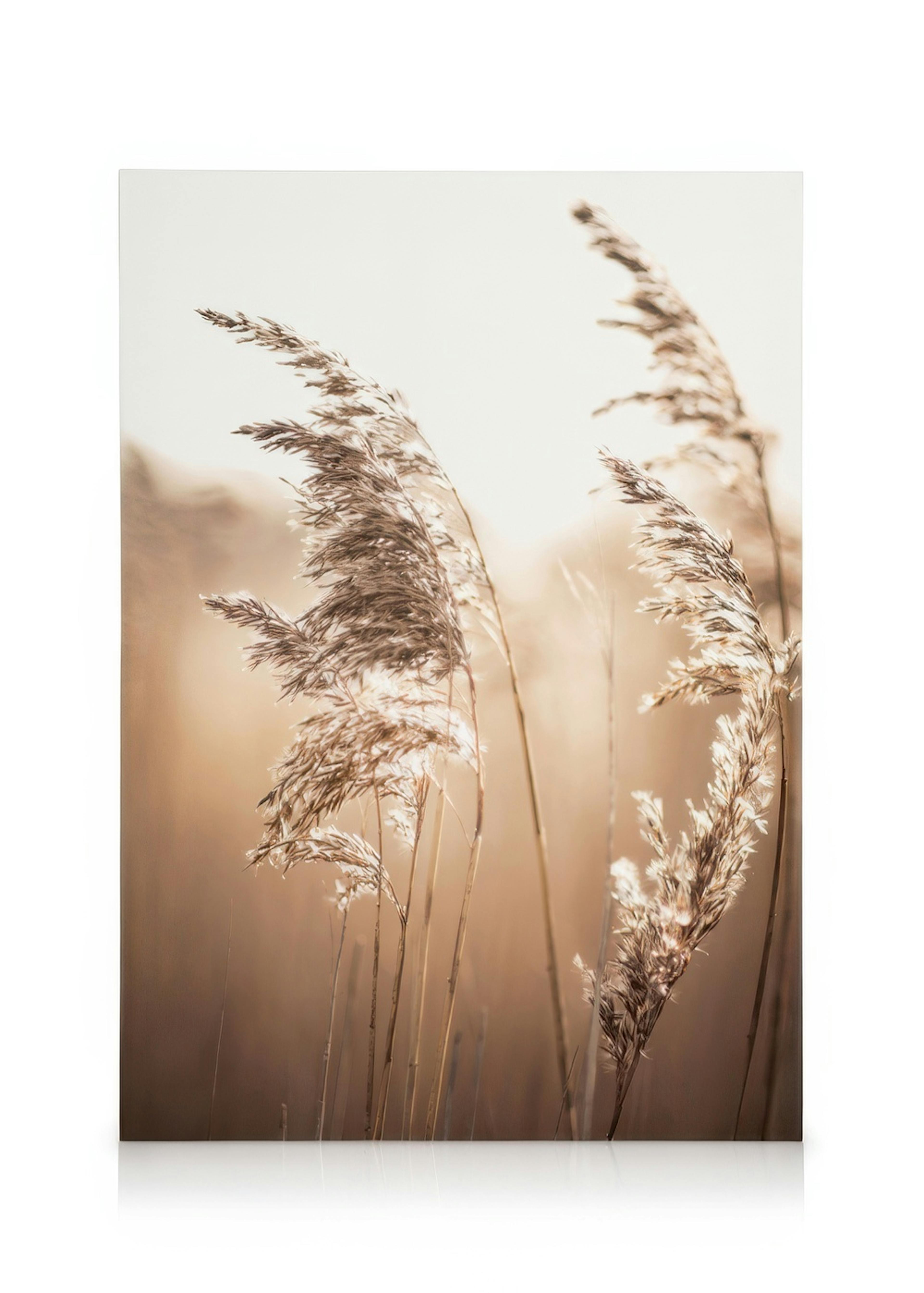 Sunlight Reed Stampa su tela 0