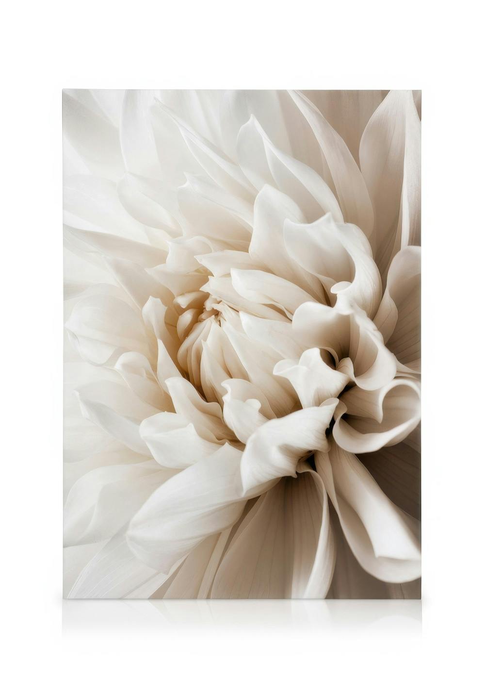 Toile macro dun dahlia blanc crème aux pétales doux et superposés, avec des nuances chaudes.