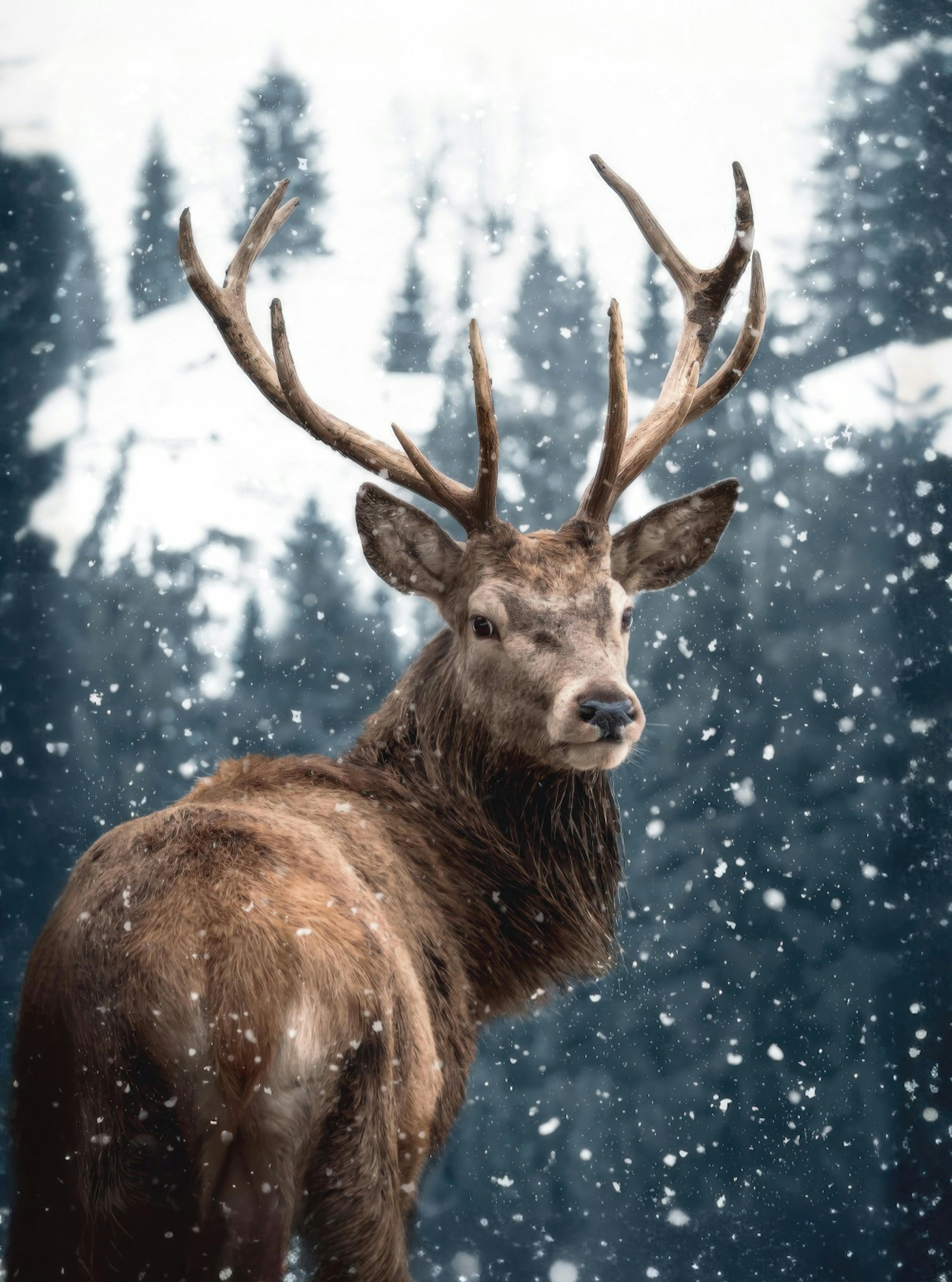 Red Deer in Snow Lerretsbilde thumbnail
