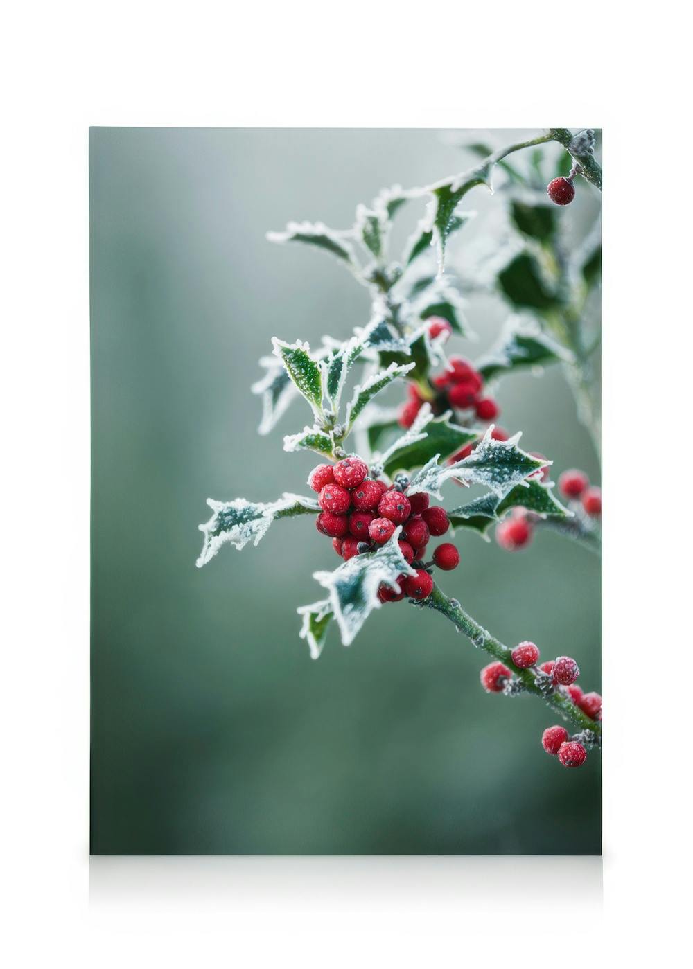 Frosted Holly Canvas (50x70 cm - Fotolijst Zwart) - Poster Store