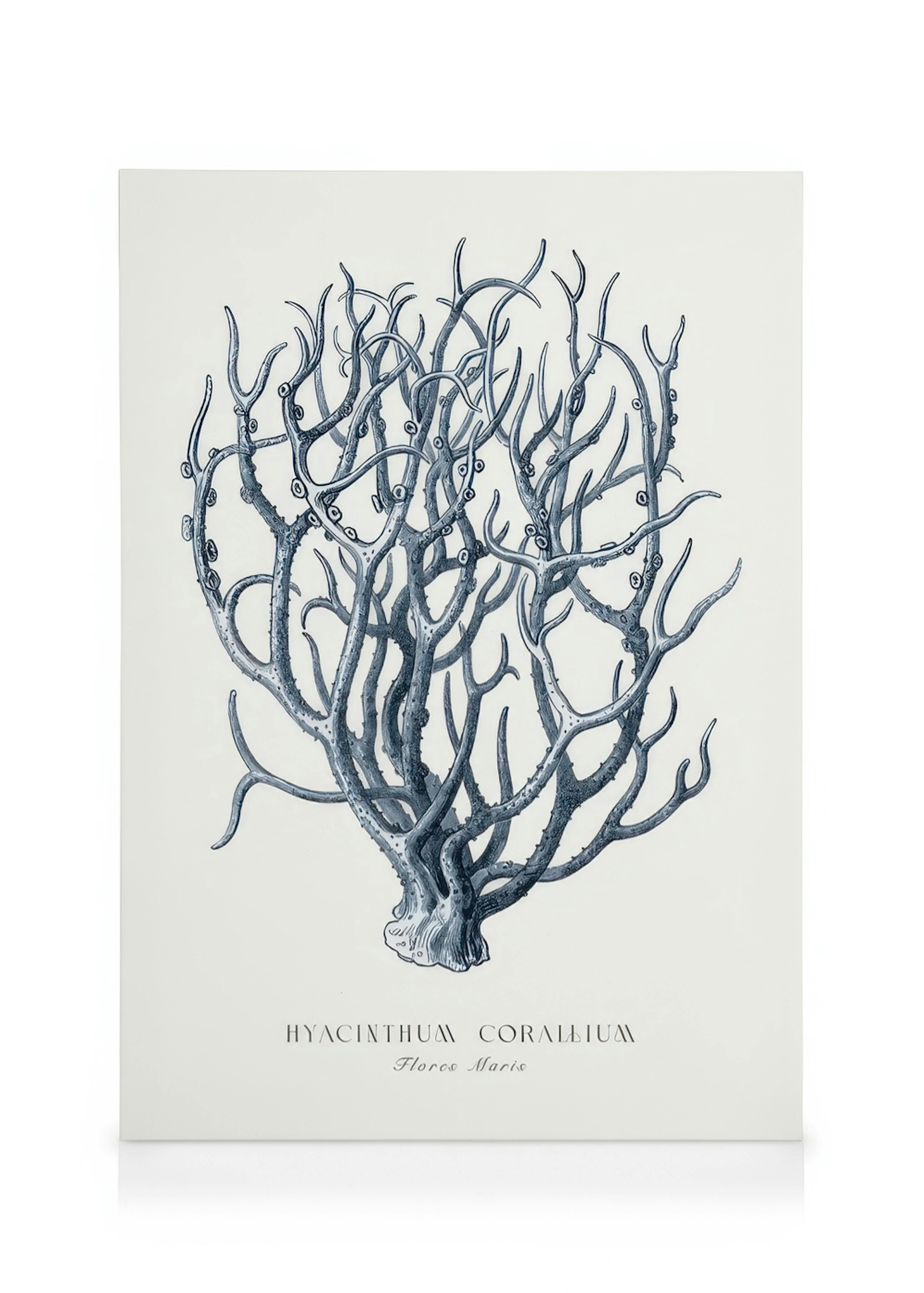 Corail Bleu Toile 0