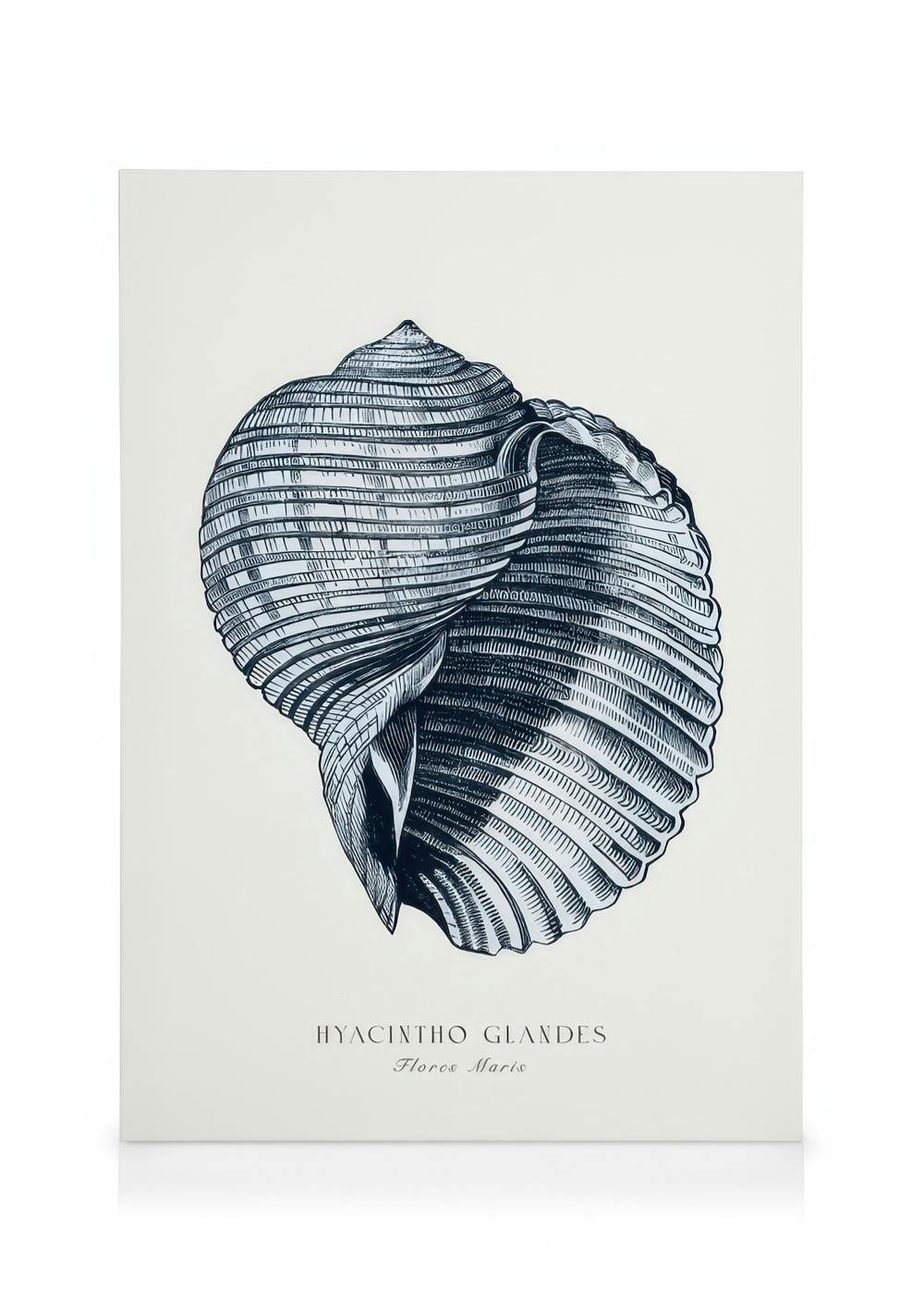 A canvas featuring a detailed black and white illustration of a conch shell on a light background, with text below.