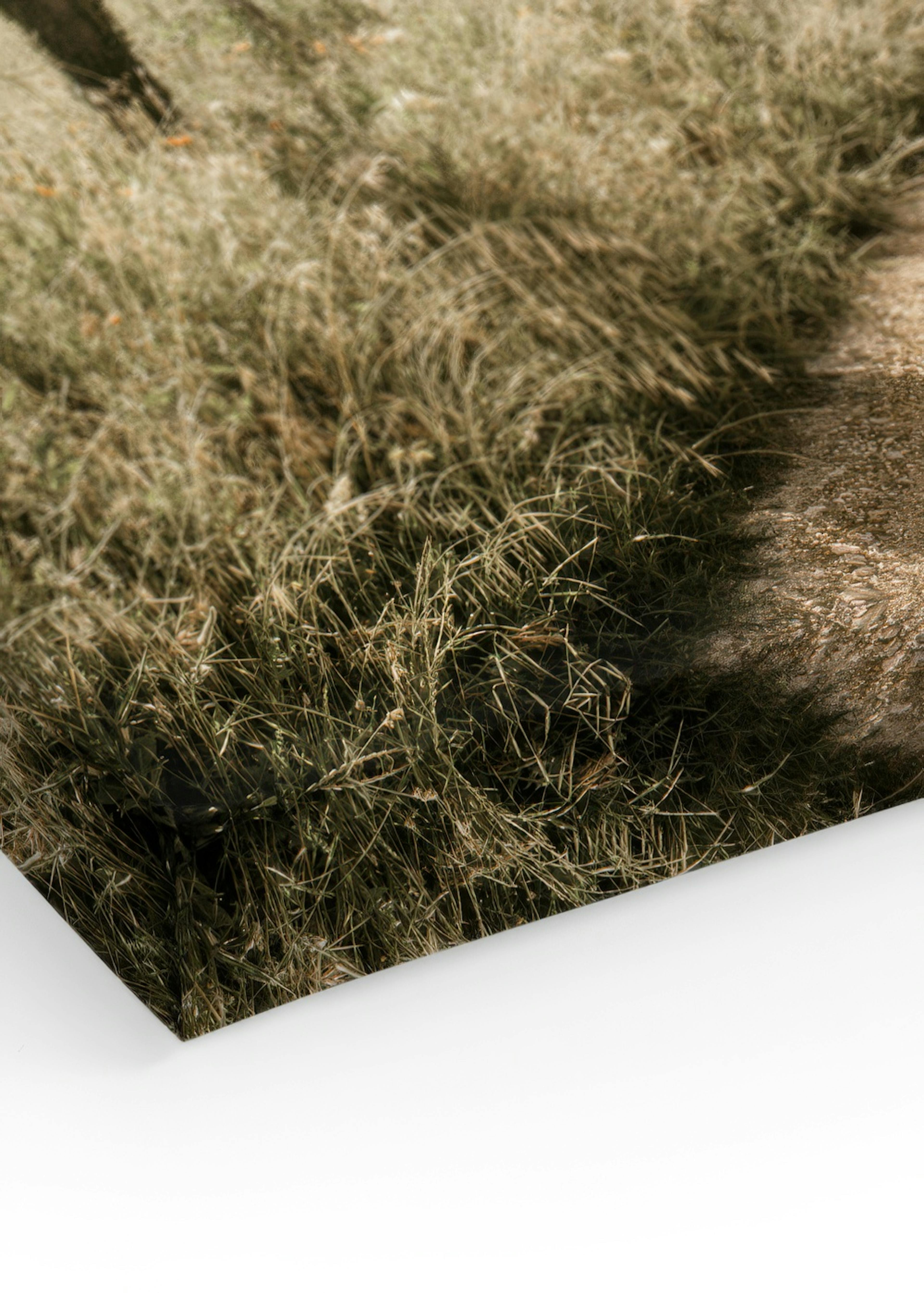 Cypress Tree Alley Canvas print thumbnail