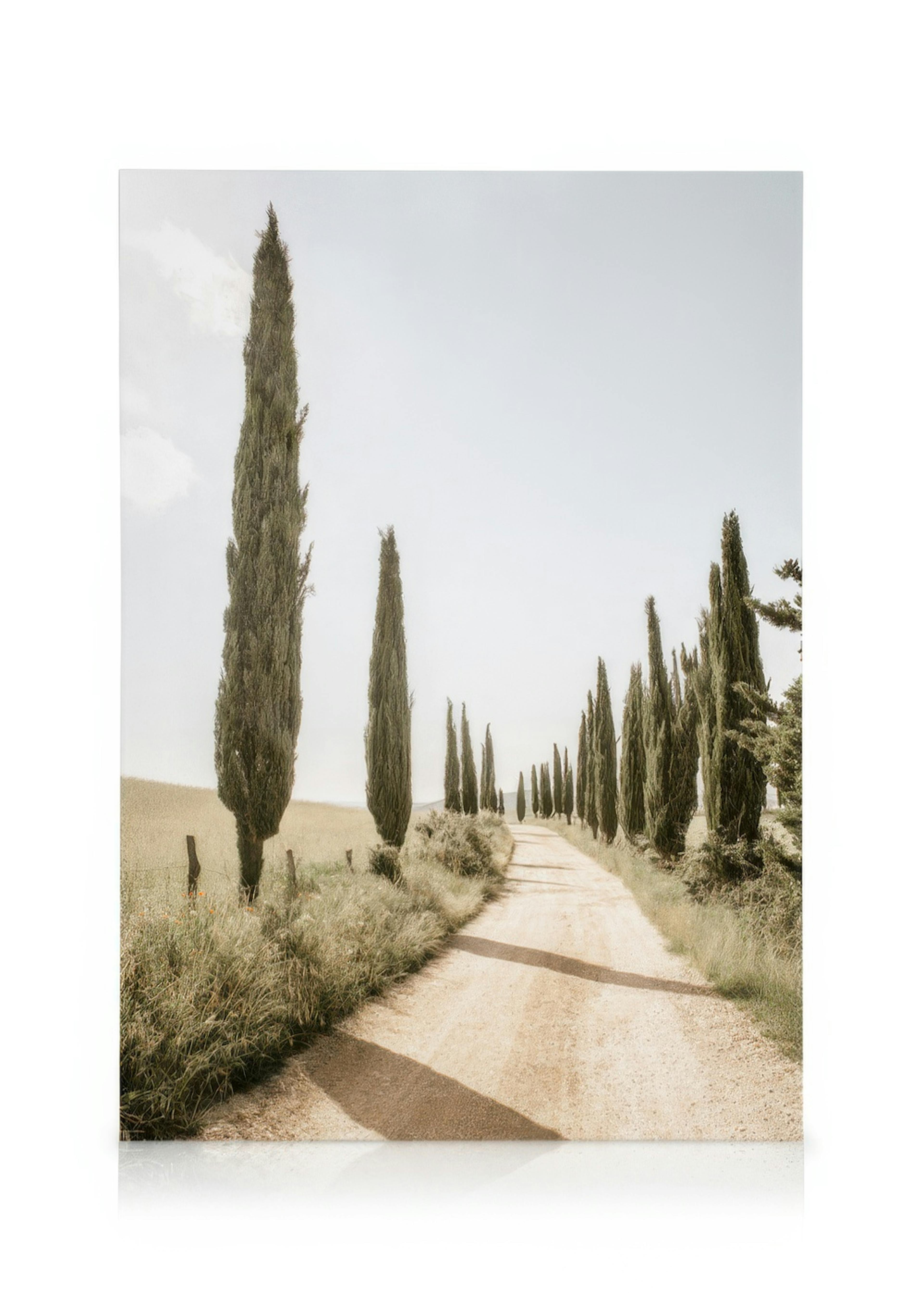 Cypress Tree Alley Canvas 0