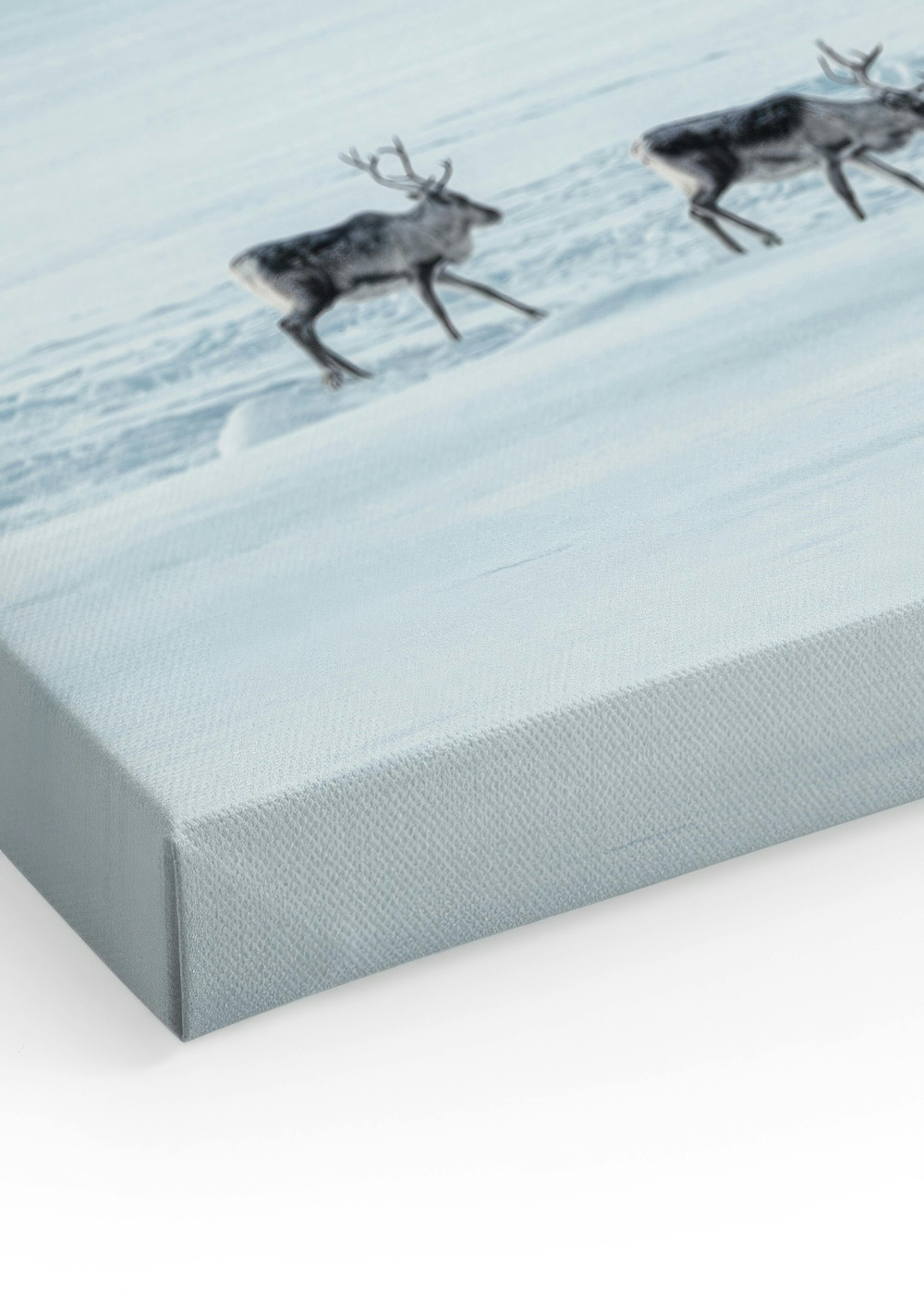 Snowscape Reindeers Toile thumbnail