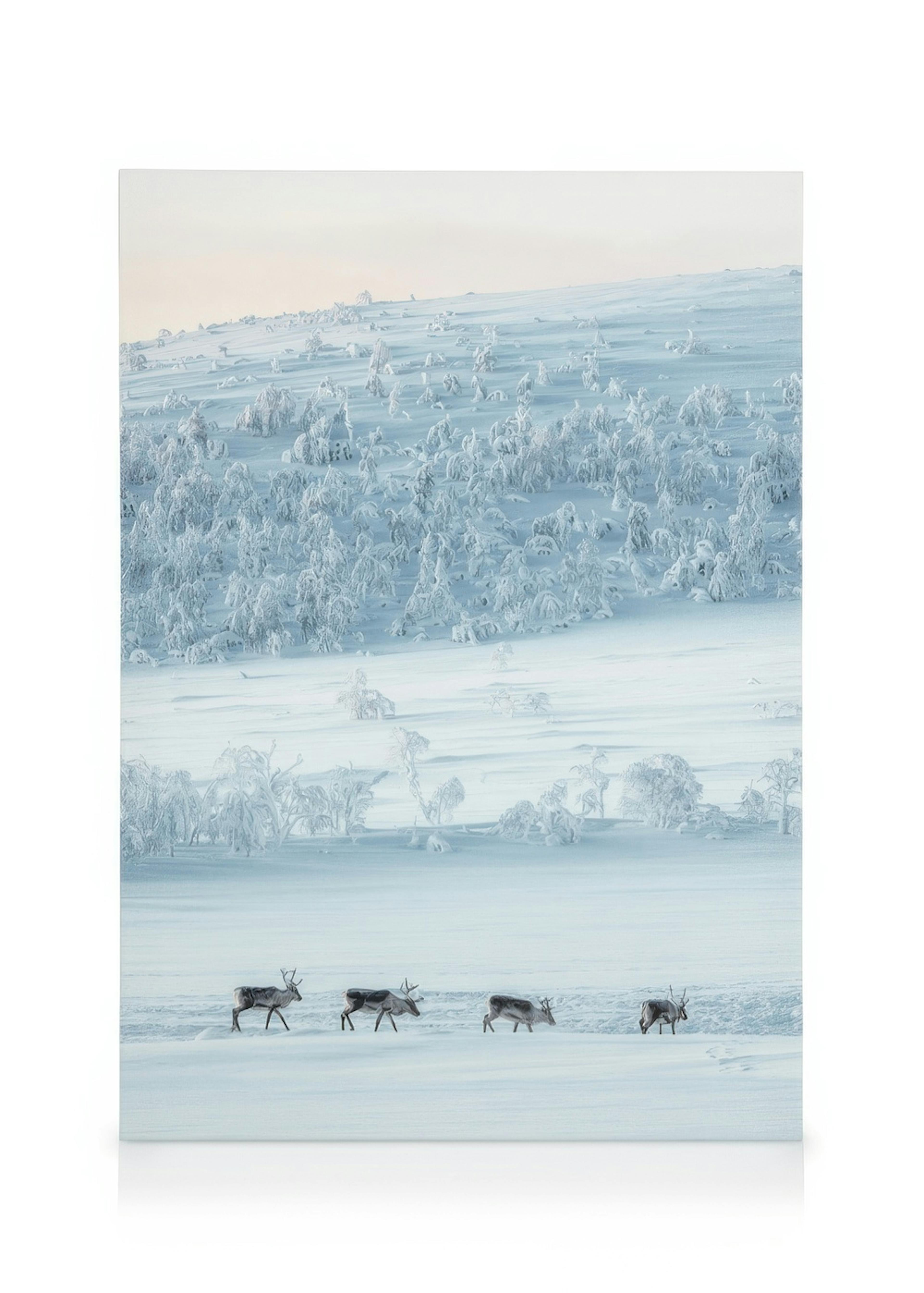 Leinwandbild mit vier Rentieren in einer weiten, schneebedeckten Winterlandschaft mit verschneiten Bäumen.