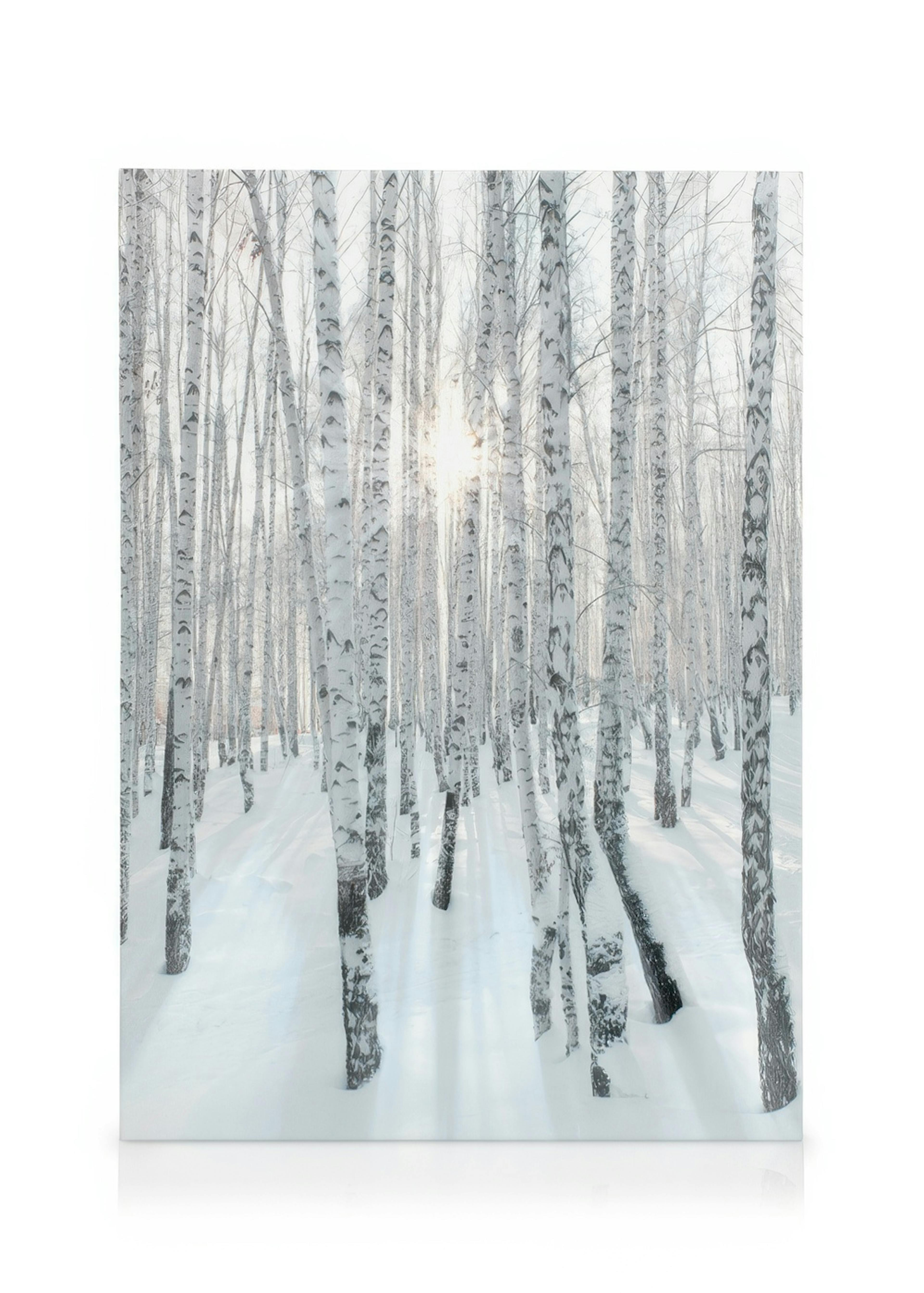 Stampa su tela di una foresta di betulle bianche innevate, con raggi di sole che filtrano tra gli alberi.