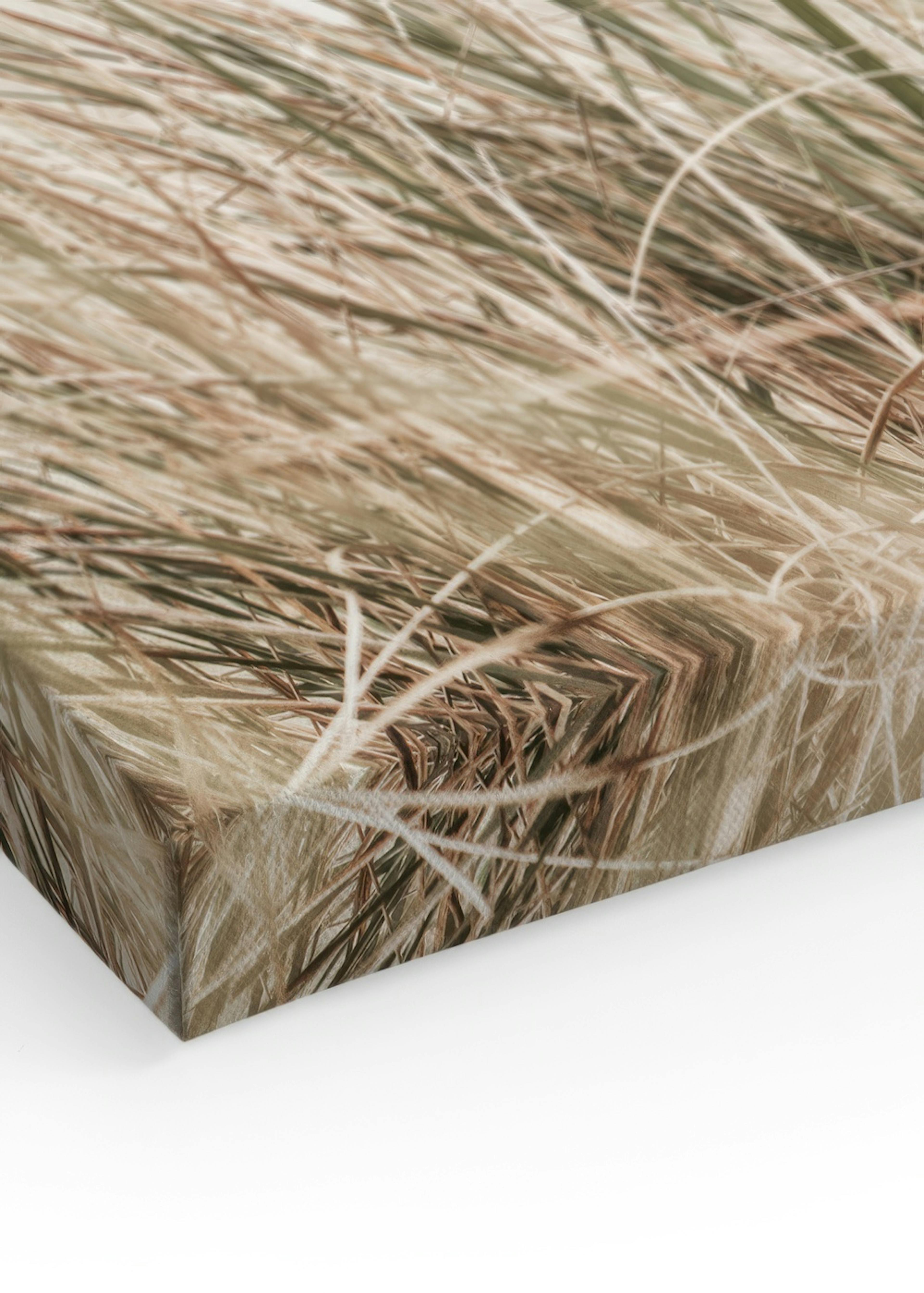 Beachy Reeds Canvas print thumbnail