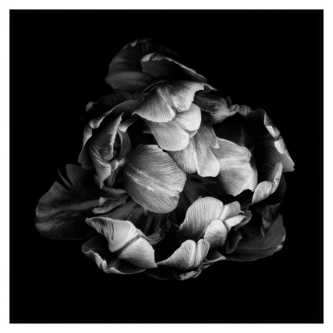 Plakat Blooming (50x50 cm) - Poster Store