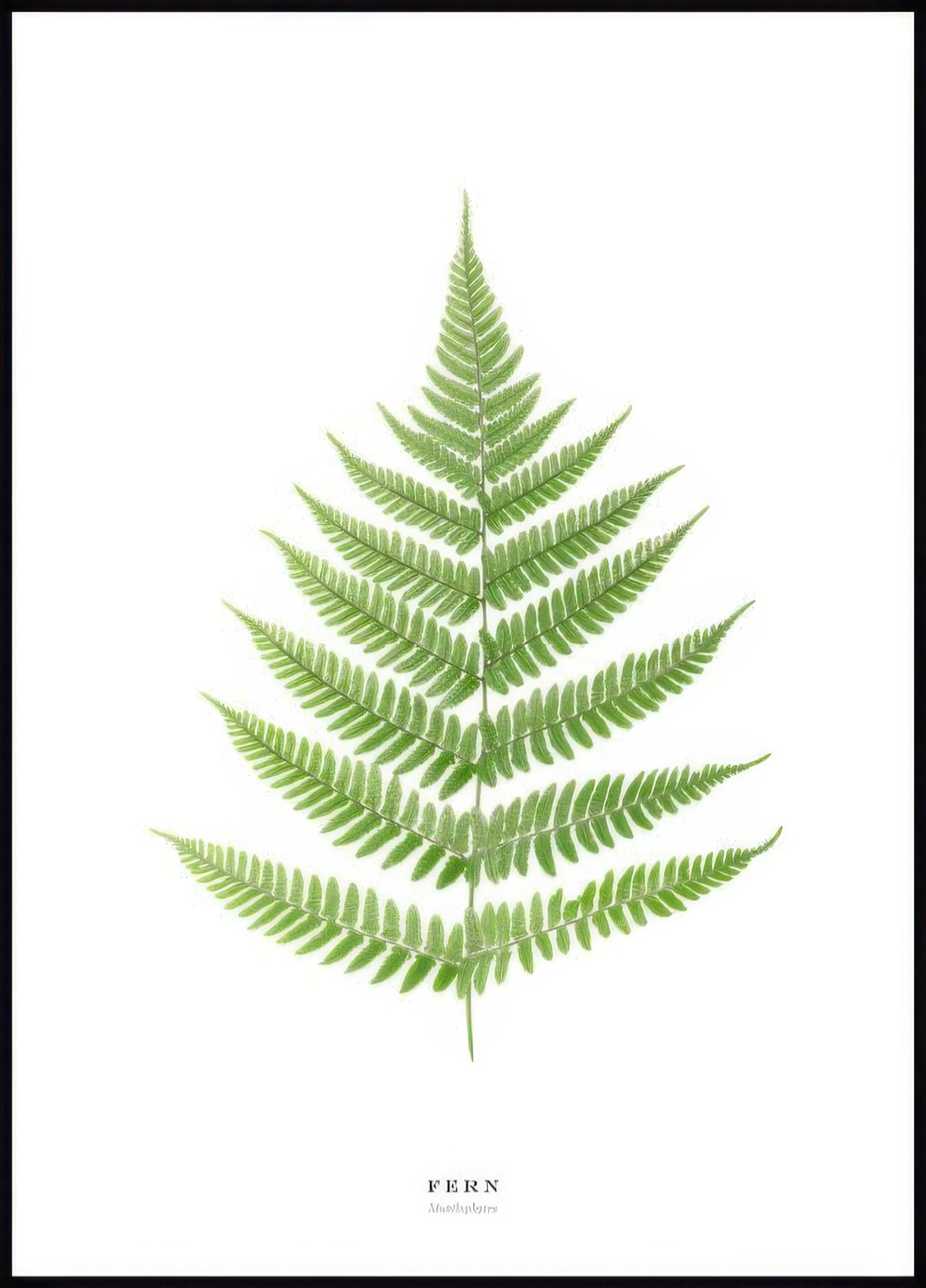 A poster featuring a vibrant green fern leaf centered on a clean white background, showcasing its intricate fronds.