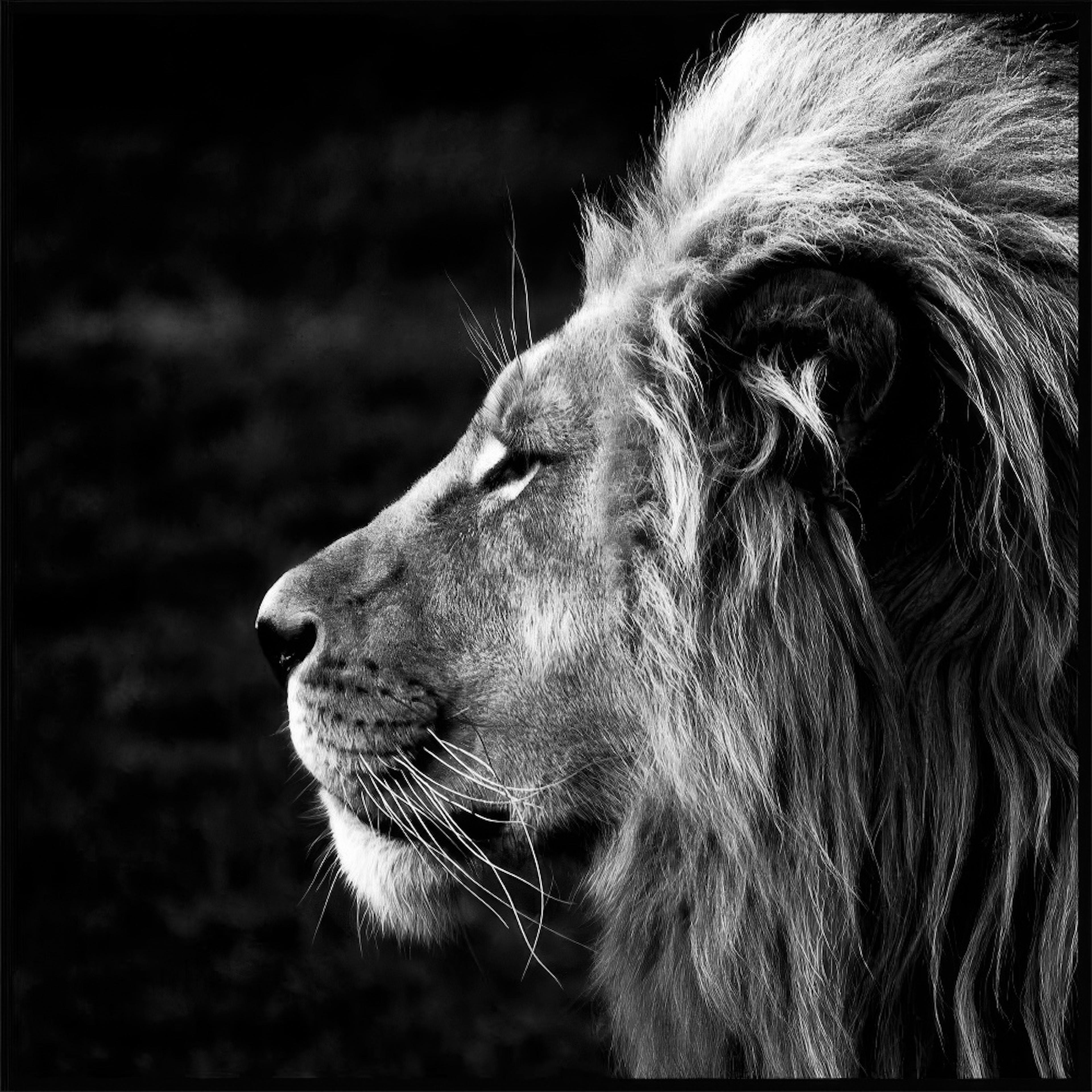 Lion Juliste 0